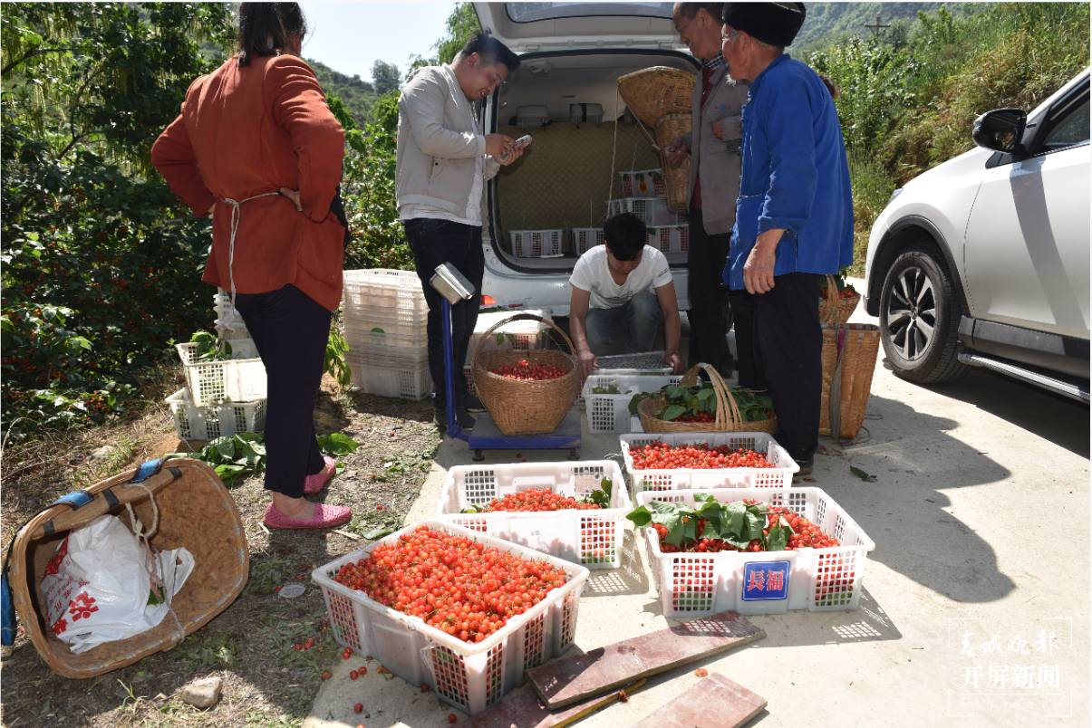 镇雄场坝镇 万亩樱桃红艳艳 春城晚报-开屏新闻记者 申时勋 通讯员 余秋霞 郭家龙 摄影报道