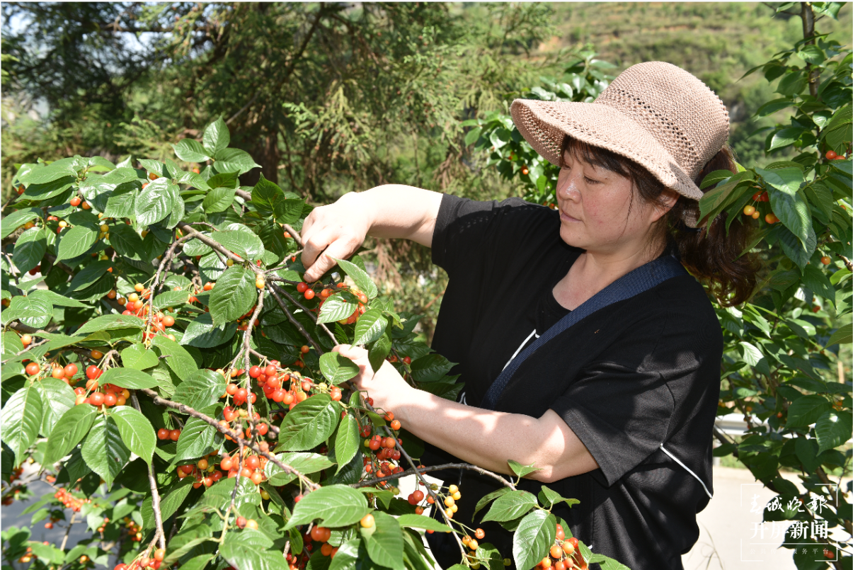 镇雄场坝镇 万亩樱桃红艳艳 春城晚报-开屏新闻记者 申时勋 通讯员 余秋霞 郭家龙 摄影报道