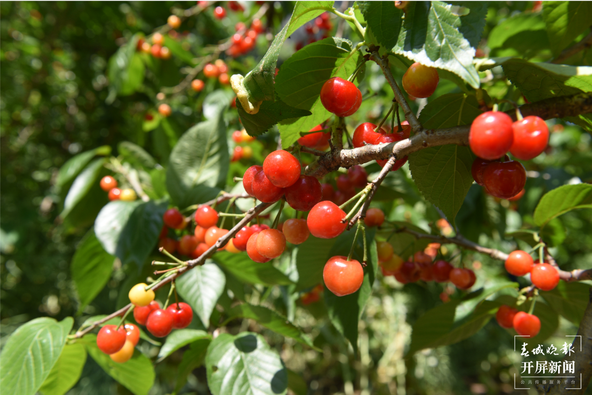 镇雄场坝镇 万亩樱桃红艳艳 春城晚报-开屏新闻记者 申时勋 通讯员 余秋霞 郭家龙 摄影报道