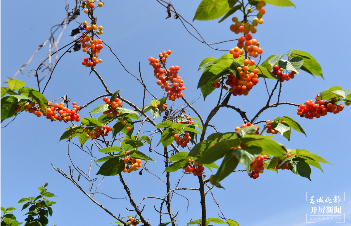 镇雄场坝镇 万亩樱桃红艳艳 春城晚报-开屏新闻记者 申时勋 通讯员 余秋霞 郭家龙 摄影报道