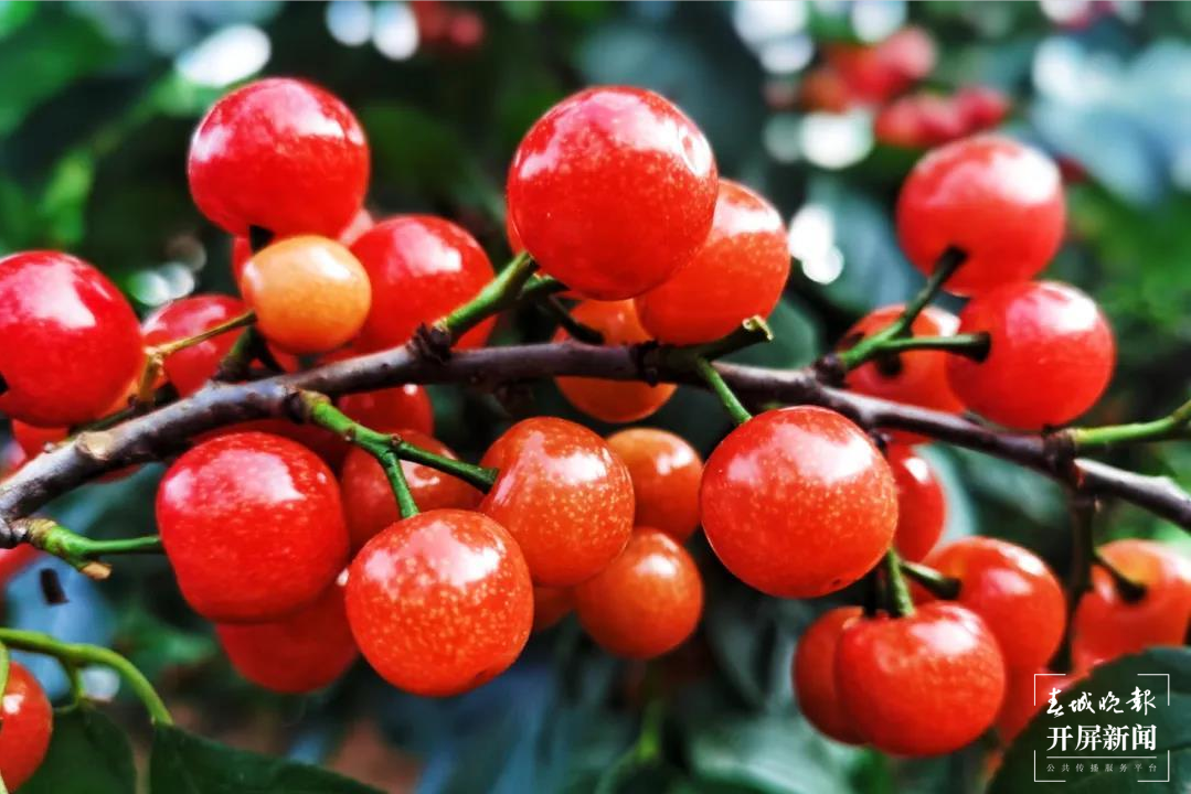 鲁甸小寨镇 万亩樱桃醉游人 春城晚报-开屏新闻记者 申时勋 通讯员 余秋霞 郭家龙 摄影报道