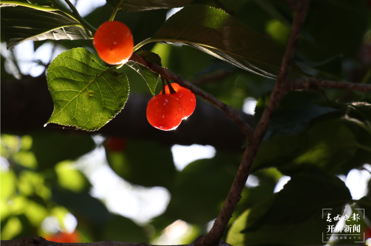 鲁甸小寨镇 万亩樱桃醉游人 春城晚报-开屏新闻记者 申时勋 通讯员 余秋霞 郭家龙 摄影报道