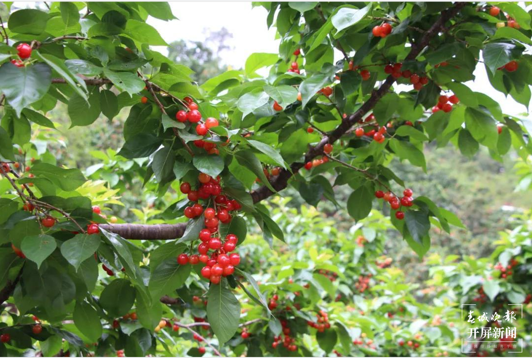 鲁甸小寨镇 万亩樱桃醉游人 春城晚报-开屏新闻记者 申时勋 通讯员 余秋霞 郭家龙 摄影报道