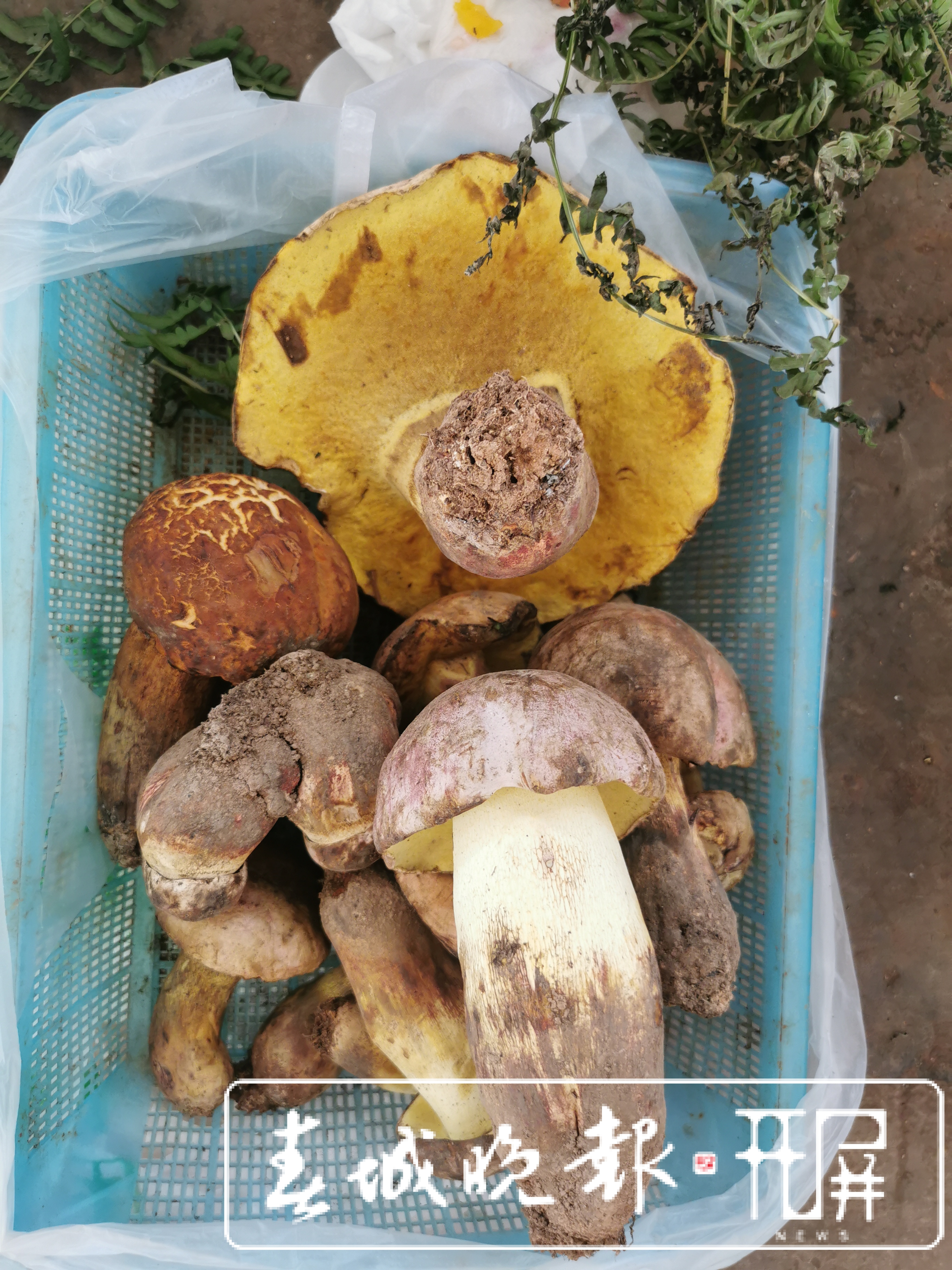 昆明野生菌上市啦！见手青价格涨至1200元/公斤（李赛 摄影报道）