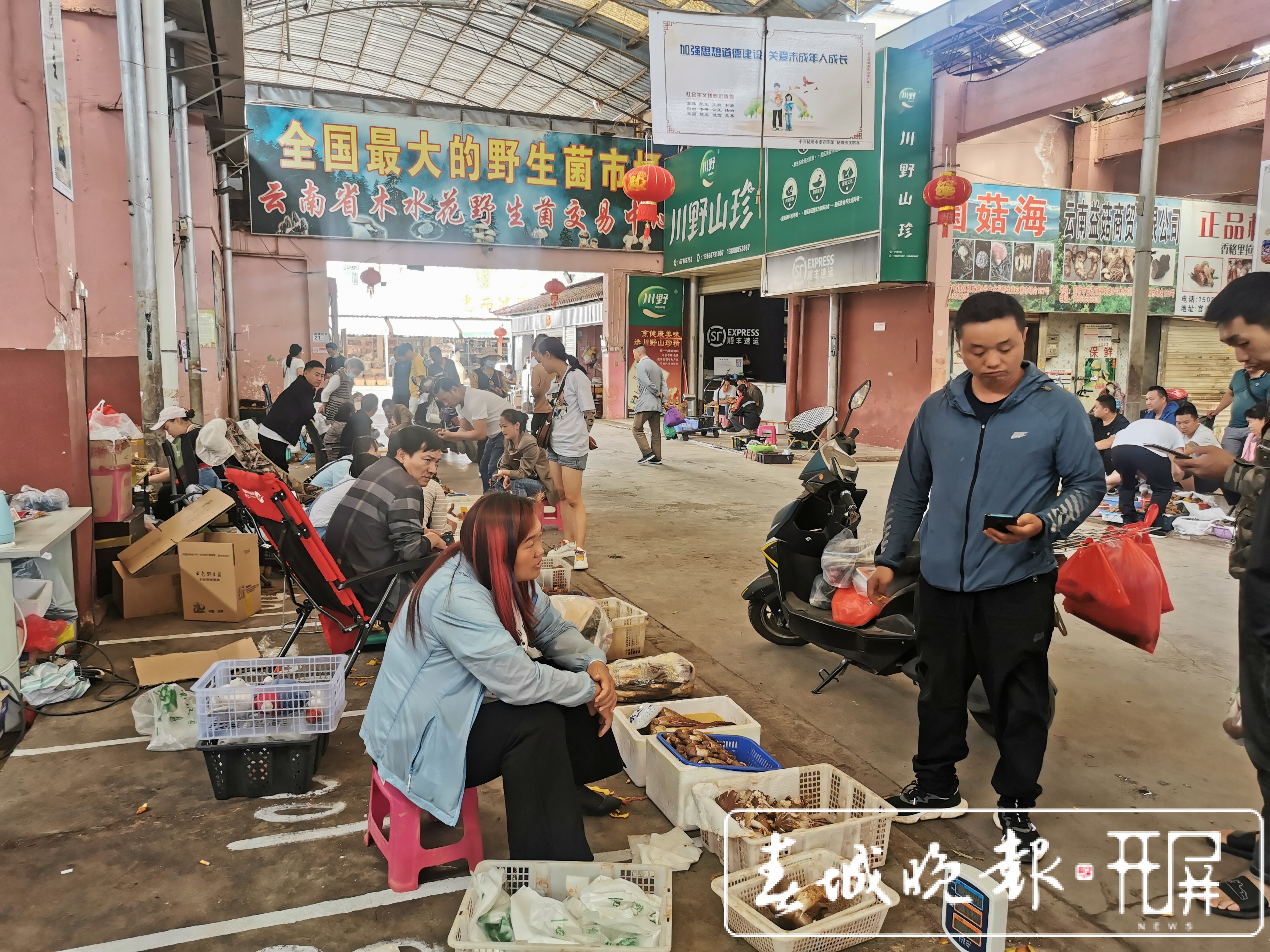 昆明野生菌上市啦！见手青价格涨至1200元/公斤（李赛 摄影报道）