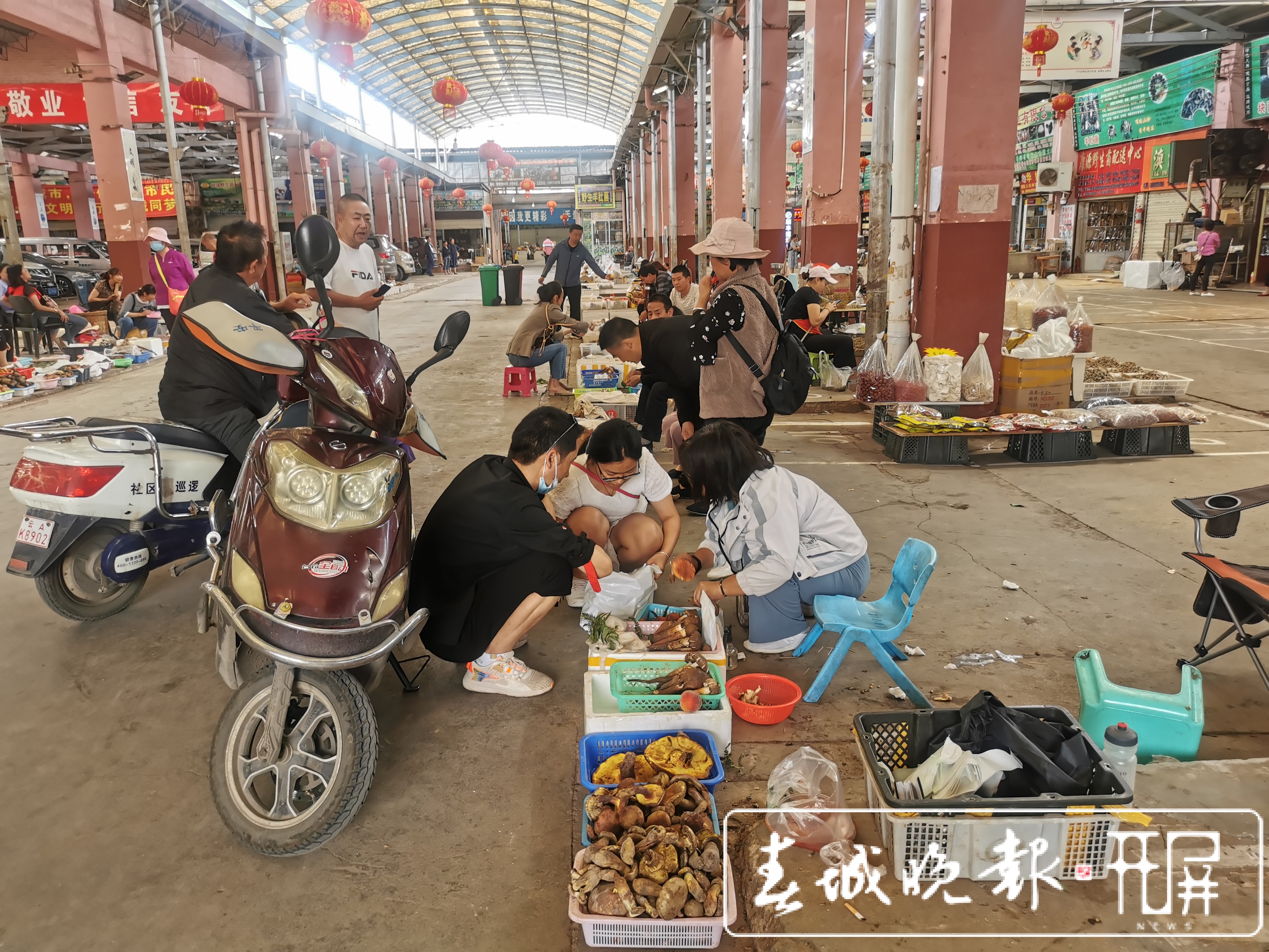 昆明野生菌上市啦！见手青价格涨至1200元/公斤（李赛 摄影报道）