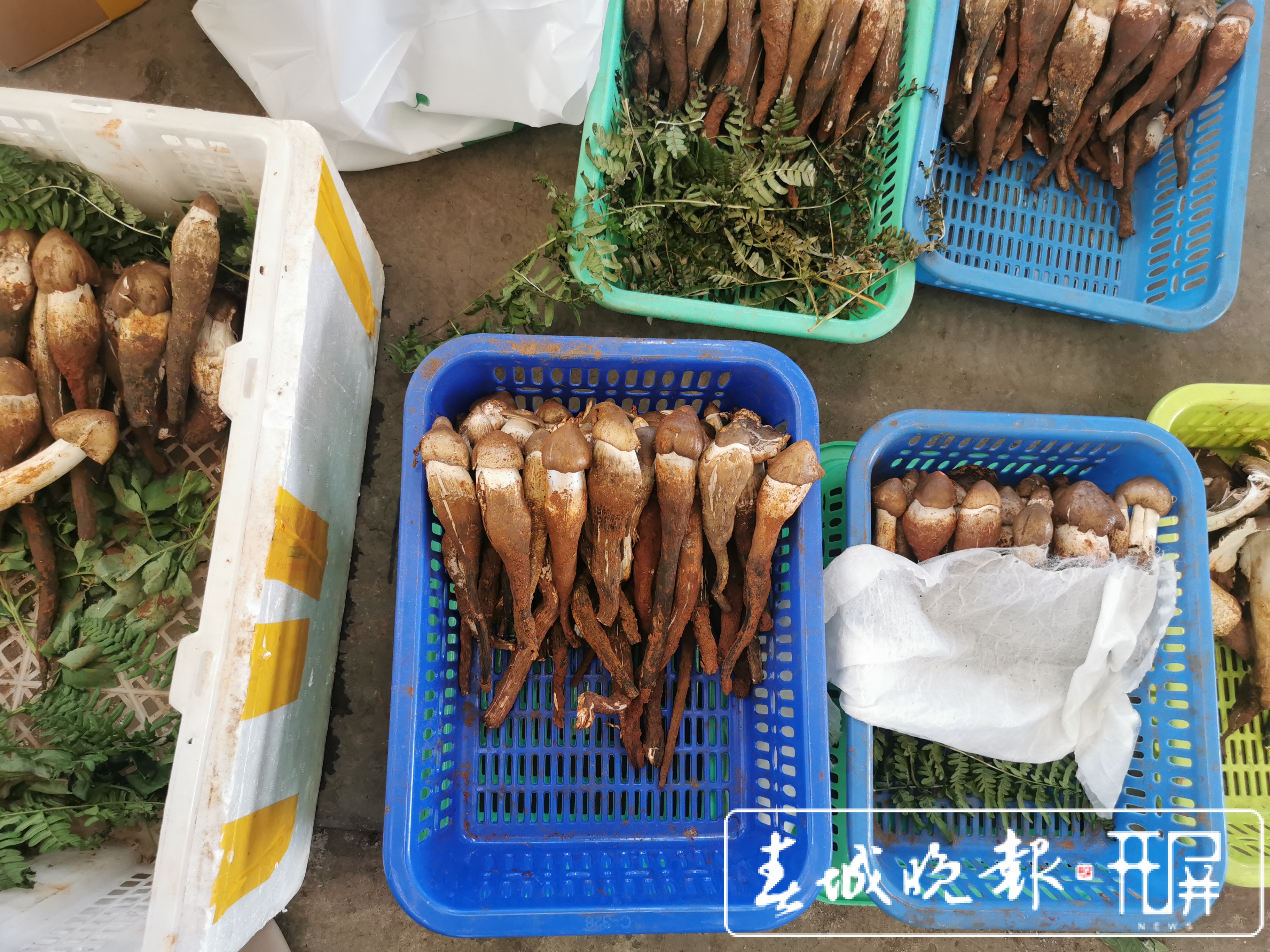 昆明野生菌上市啦！见手青价格涨至1200元/公斤（李赛 摄影报道）