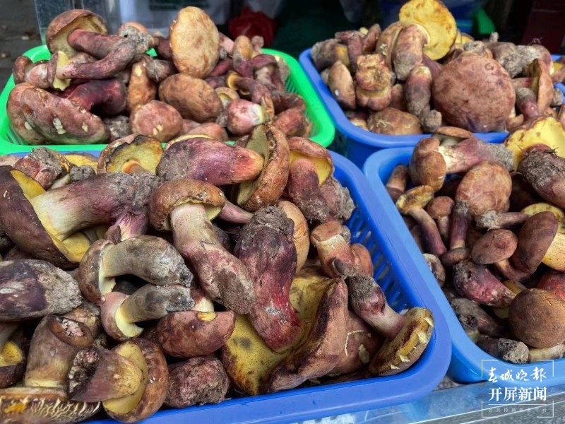 玉溪“头水菌”量少价高，市民想尝鲜还要再等等 李春丽 摄