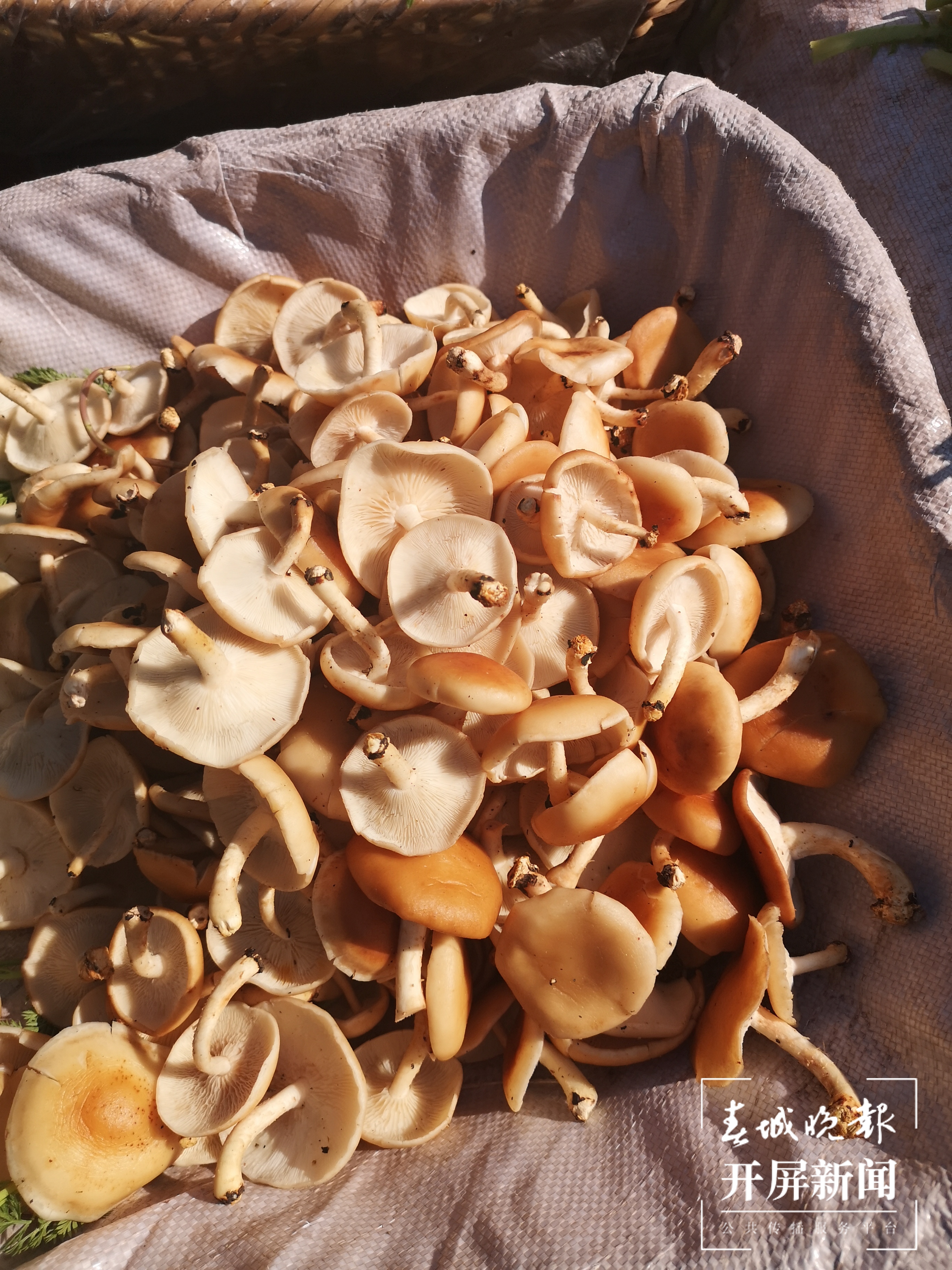 雨季未临，大理菜场难觅野生菌踪影！尝鲜还要等……春城晚报-开屏新闻记者 秦蒙琳 摄影报道