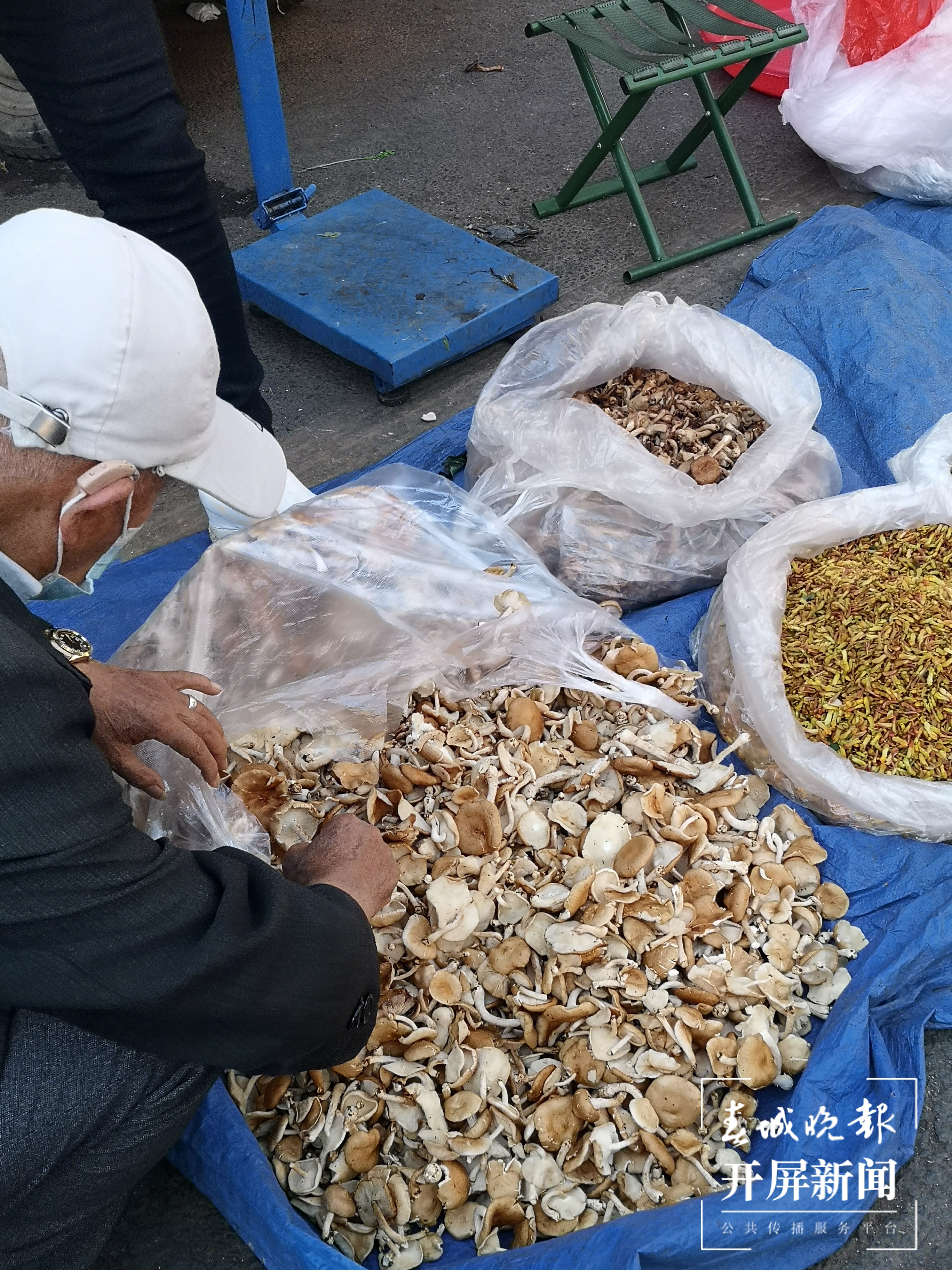 雨季未临，大理菜场难觅野生菌踪影！尝鲜还要等……春城晚报-开屏新闻记者 秦蒙琳 摄影报道