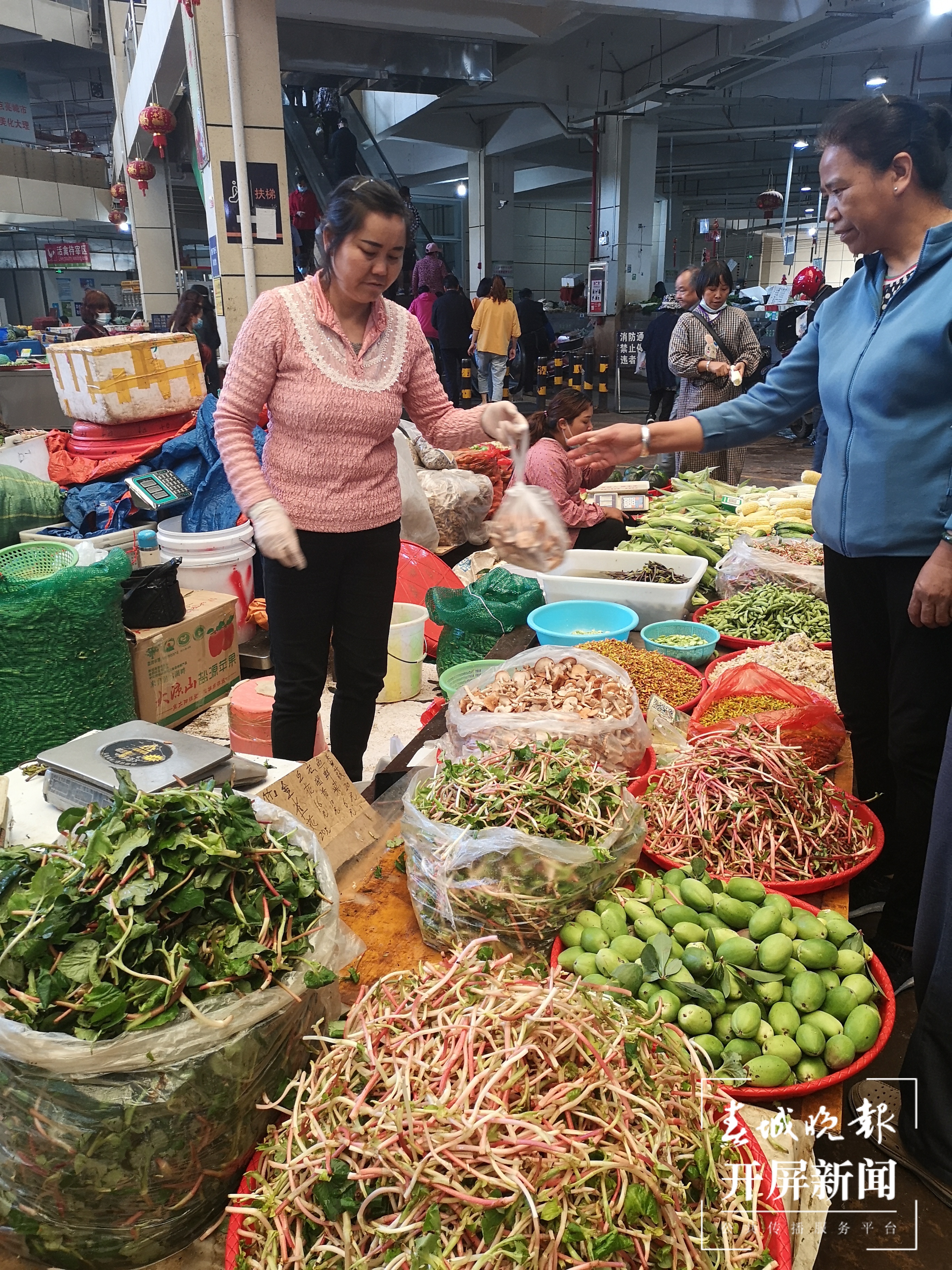 雨季未临，大理菜场难觅野生菌踪影！尝鲜还要等……春城晚报-开屏新闻记者 秦蒙琳 摄影报道