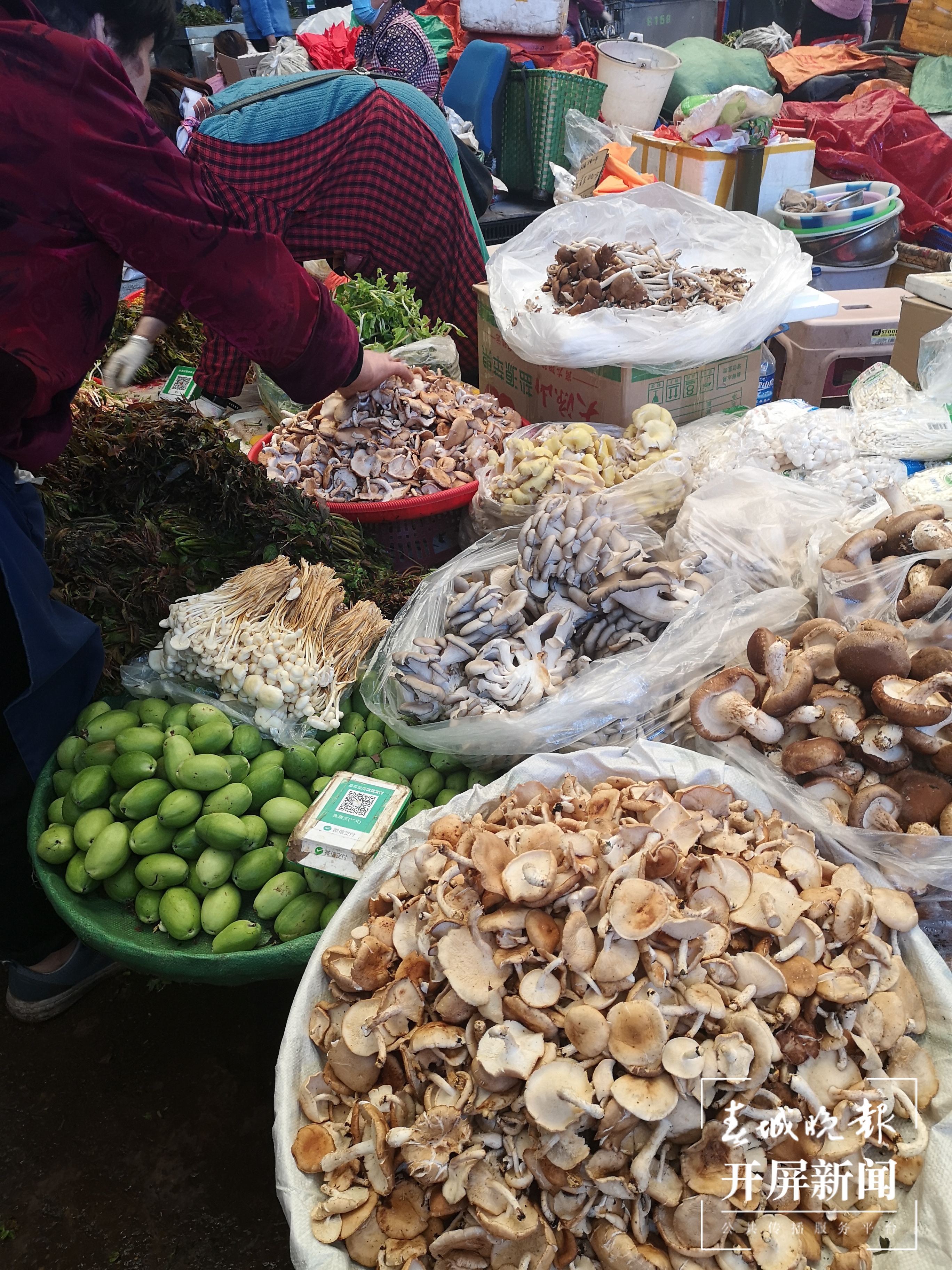 雨季未临，大理菜场难觅野生菌踪影！尝鲜还要等……春城晚报-开屏新闻记者 秦蒙琳 摄影报道