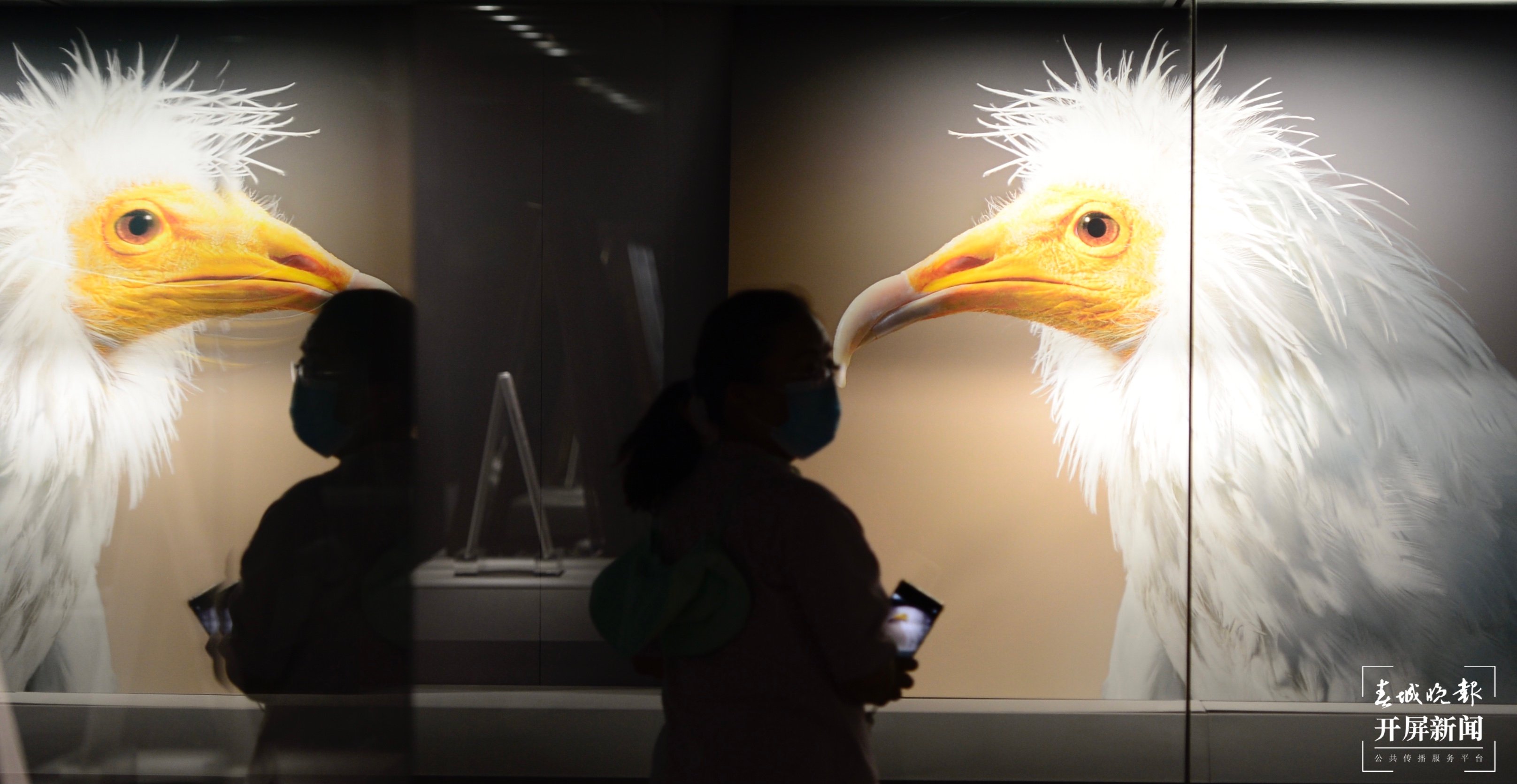 它们来自6000米高山和海底深处！今天，去省博为这个艺术特展打卡 春城晚报-开屏新闻记者 龙宇丹 摄