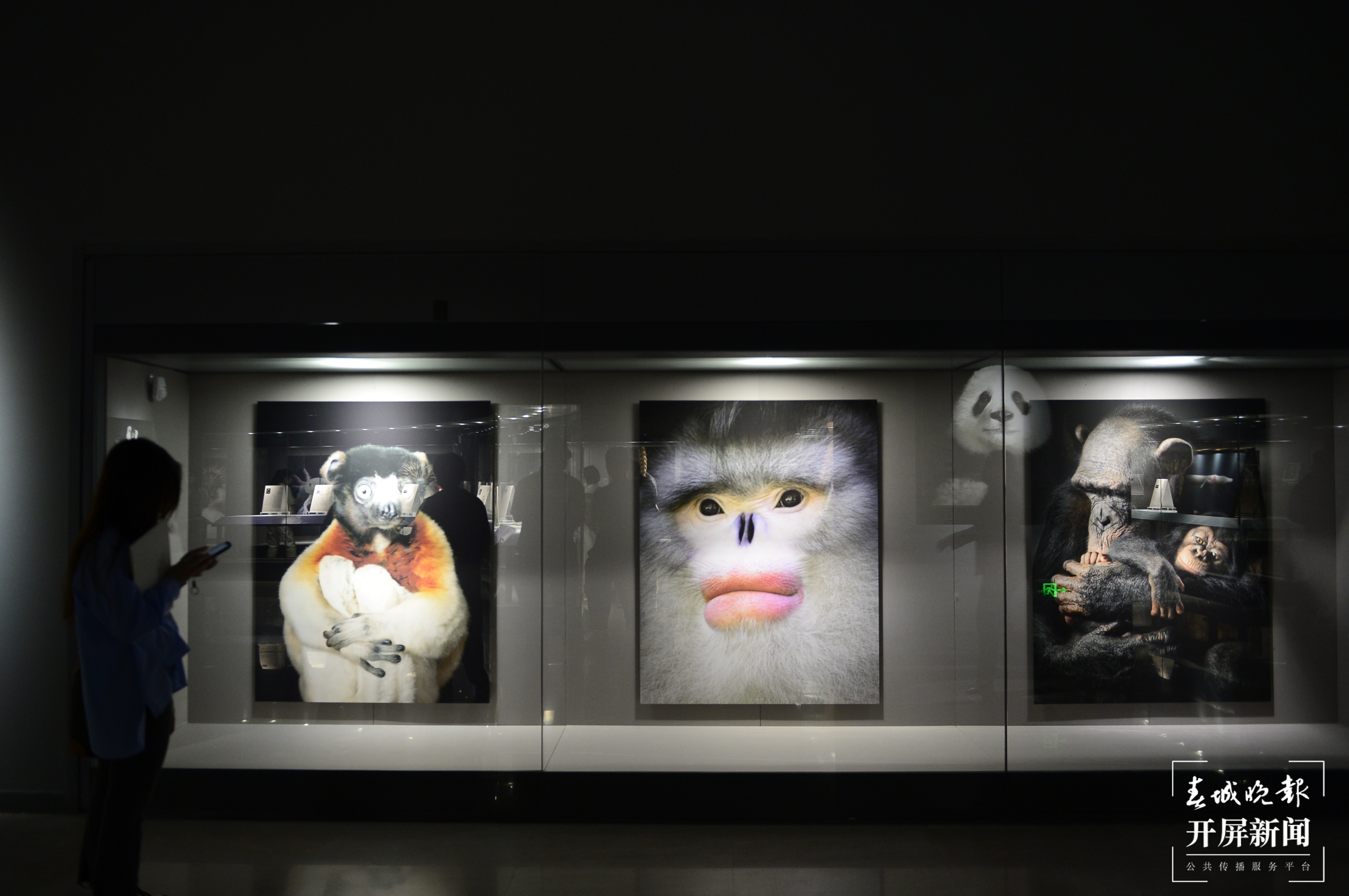 它们来自6000米高山和海底深处！今天，去省博为这个艺术特展打卡 春城晚报-开屏新闻记者 龙宇丹 摄