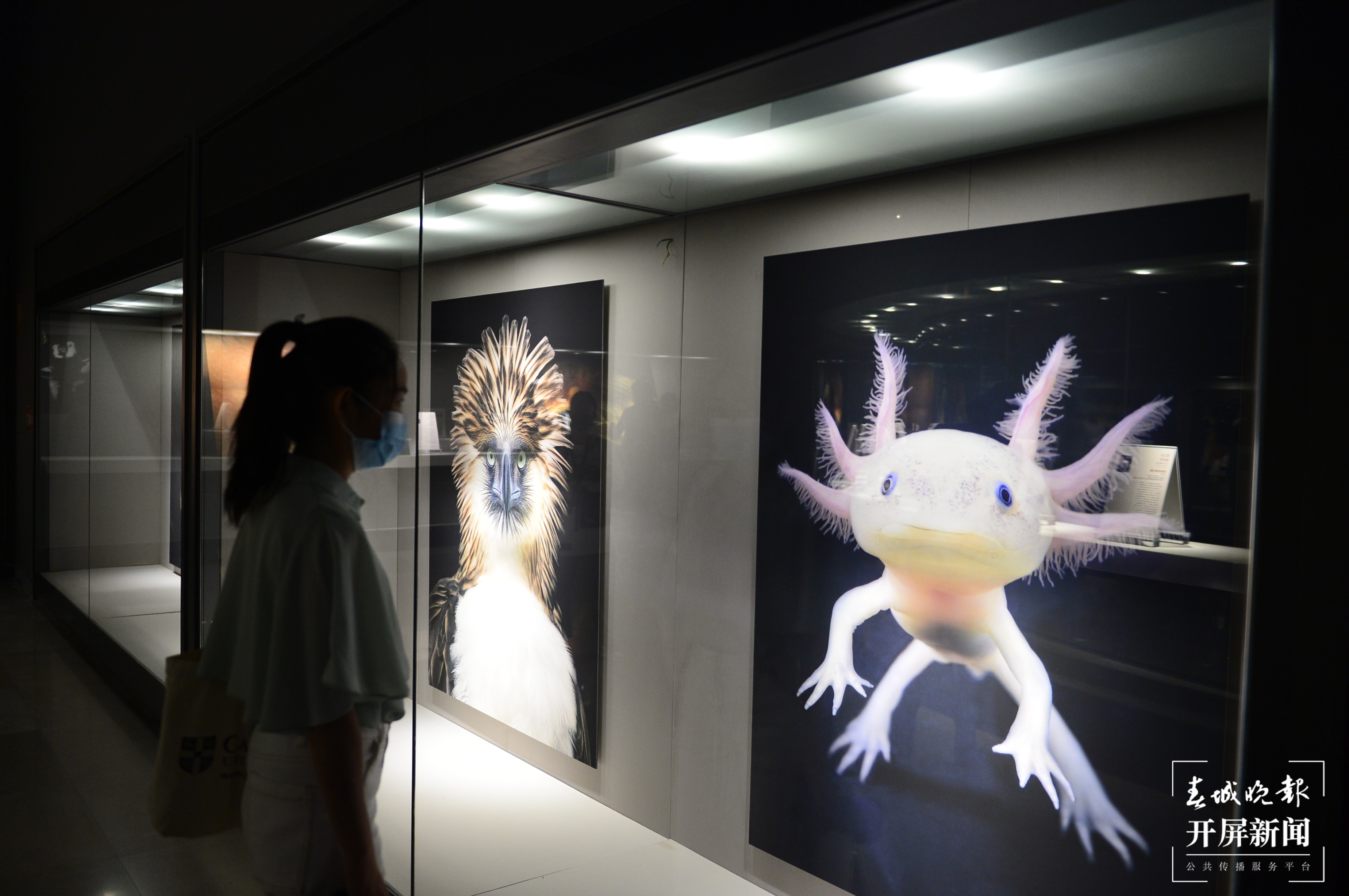 它们来自6000米高山和海底深处！今天，去省博为这个艺术特展打卡 春城晚报-开屏新闻记者 龙宇丹 摄