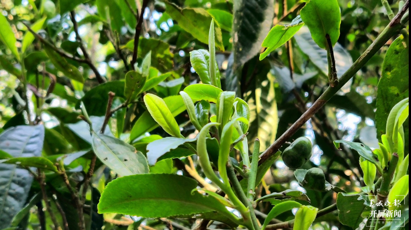 探路 | 闯入一座茶山 寻找一片绿叶背后的生态密码   