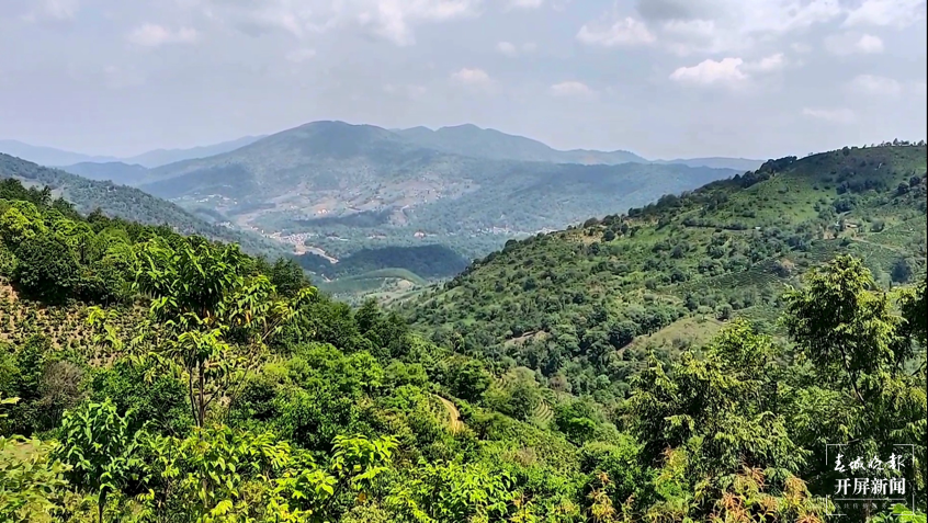 探路 | 闯入一座茶山 寻找一片绿叶背后的生态密码   