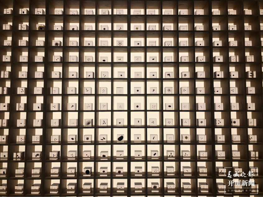 【绿水青山小康路】这个博物馆汇聚了超过30000种古树茶原料