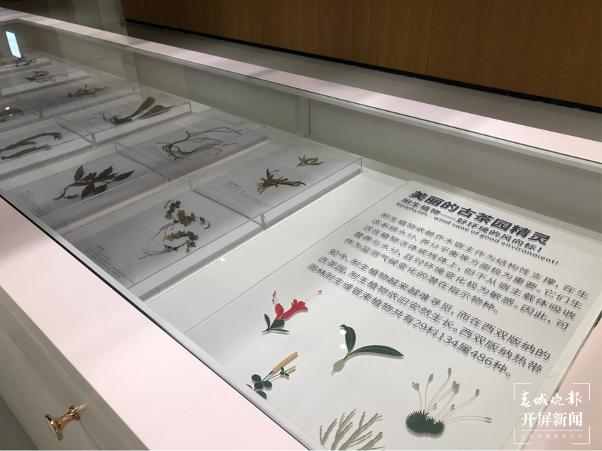 【绿水青山小康路】这个博物馆汇聚了超过30000种古树茶原料