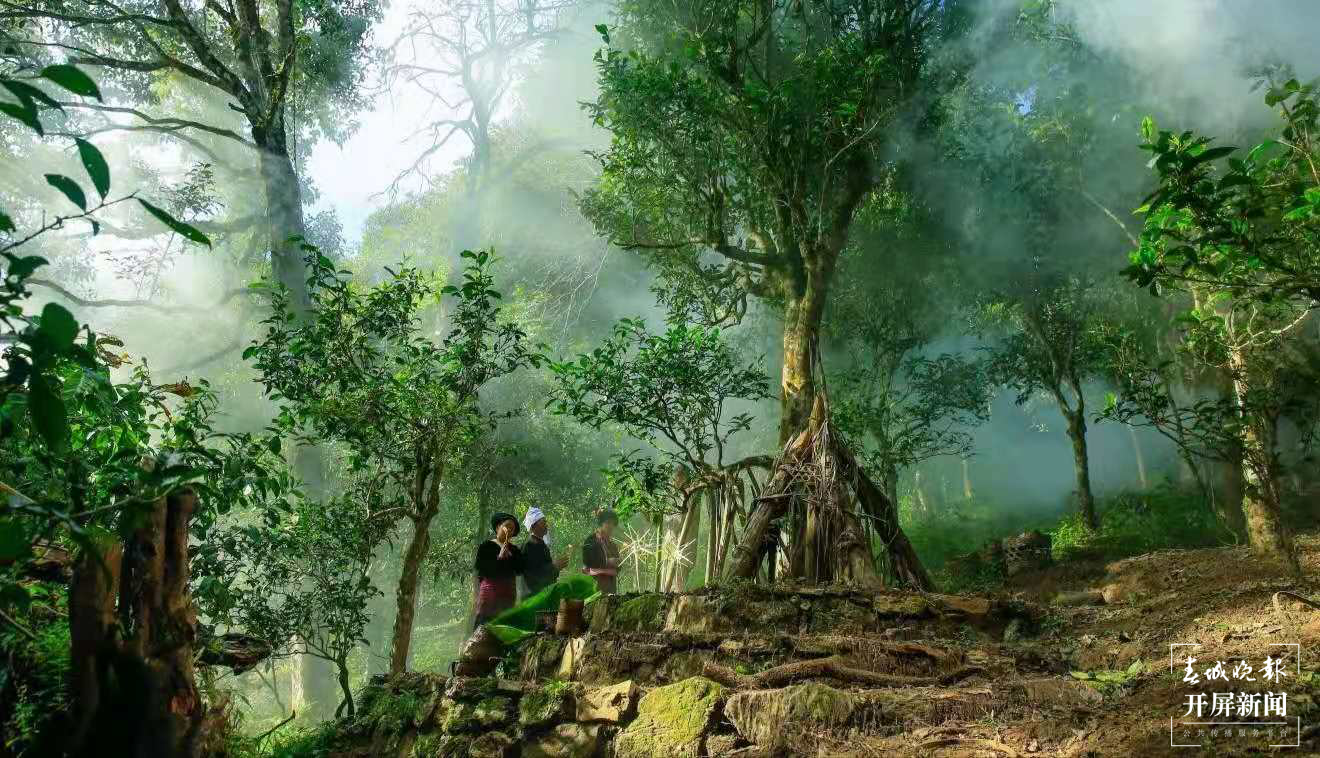 云南日报报业集团“西双版纳行——绿水青山小康路”全媒体采访启动