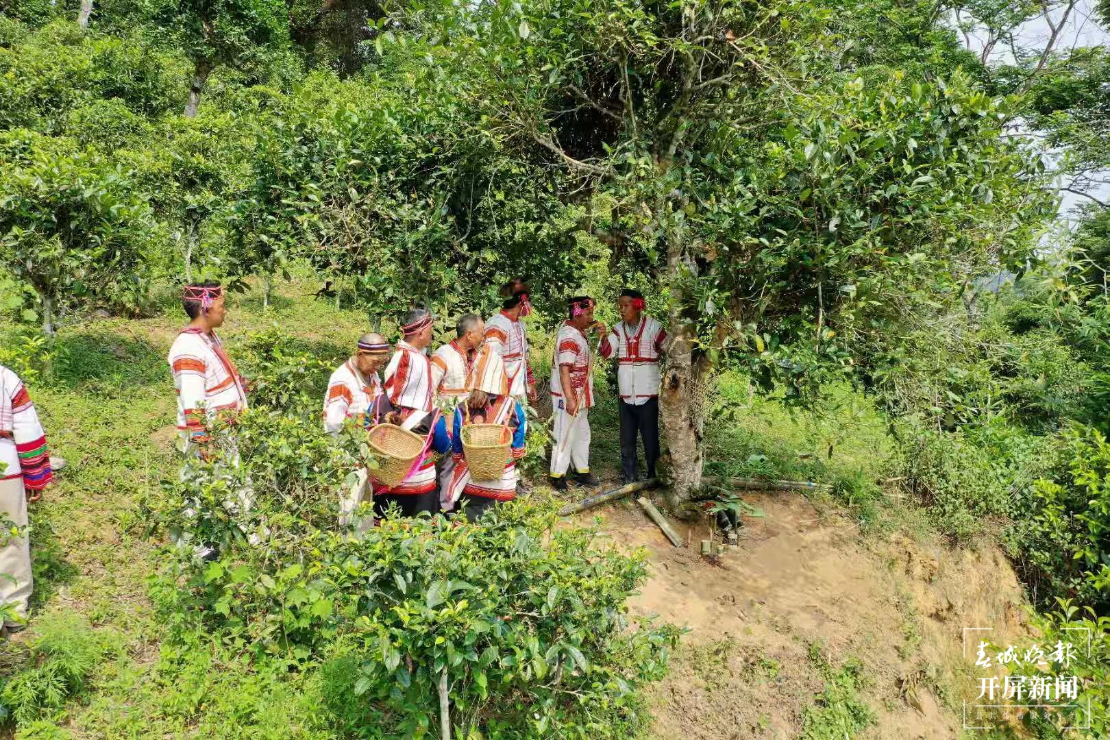 视频 | 神秘的基诺山祭茶神仪式