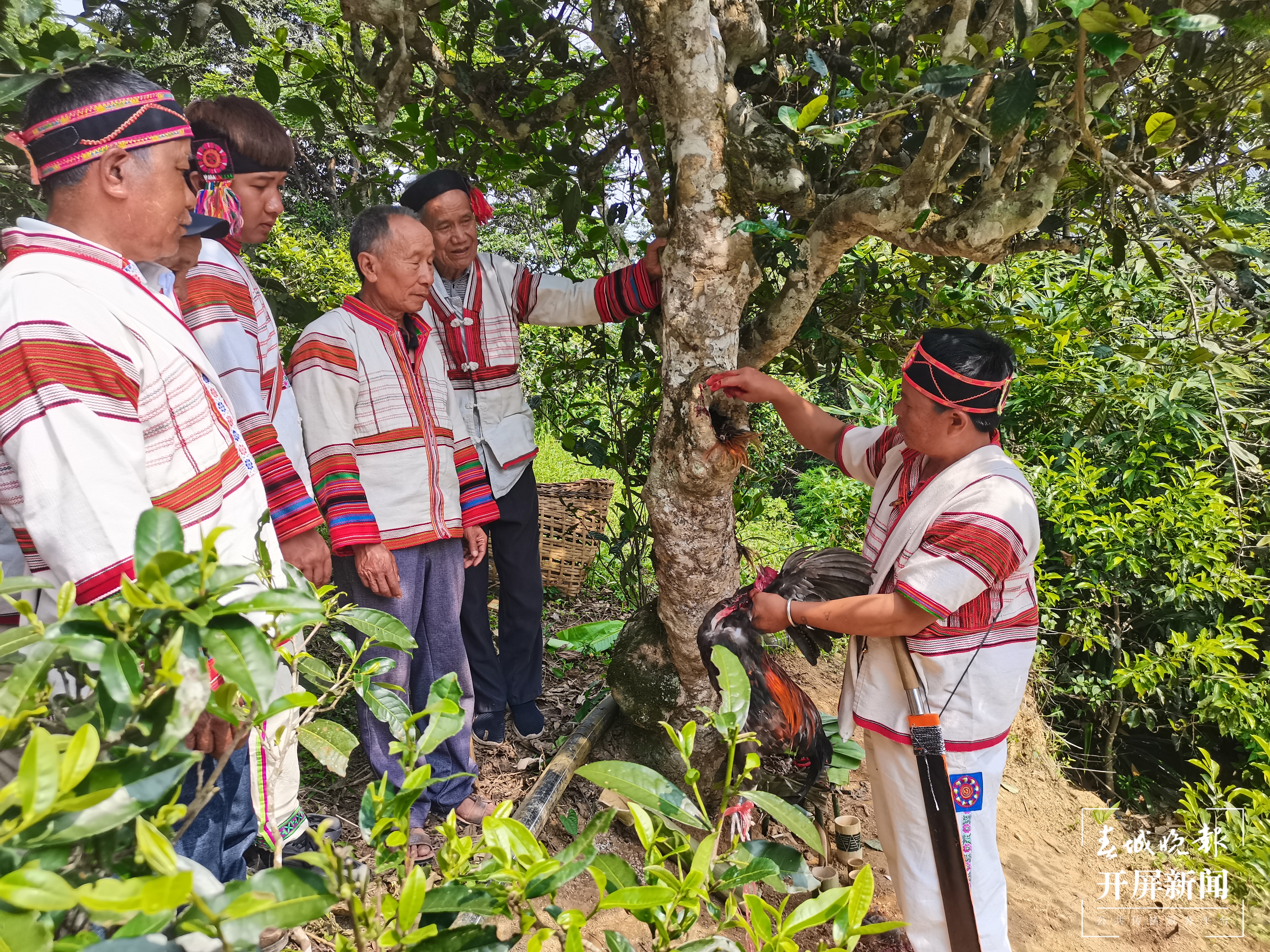 视频 | 神秘的基诺山祭茶神仪式