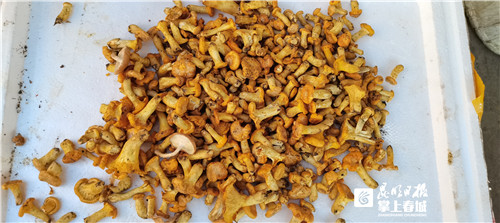 1.3公斤卖950元！昆明头水鸡油菌落袋北京买家 图片来源于昆明日报