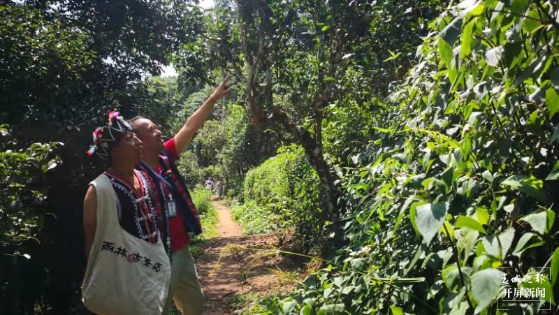【绿水青山小康路】茶农“高兴”的幸福生活
