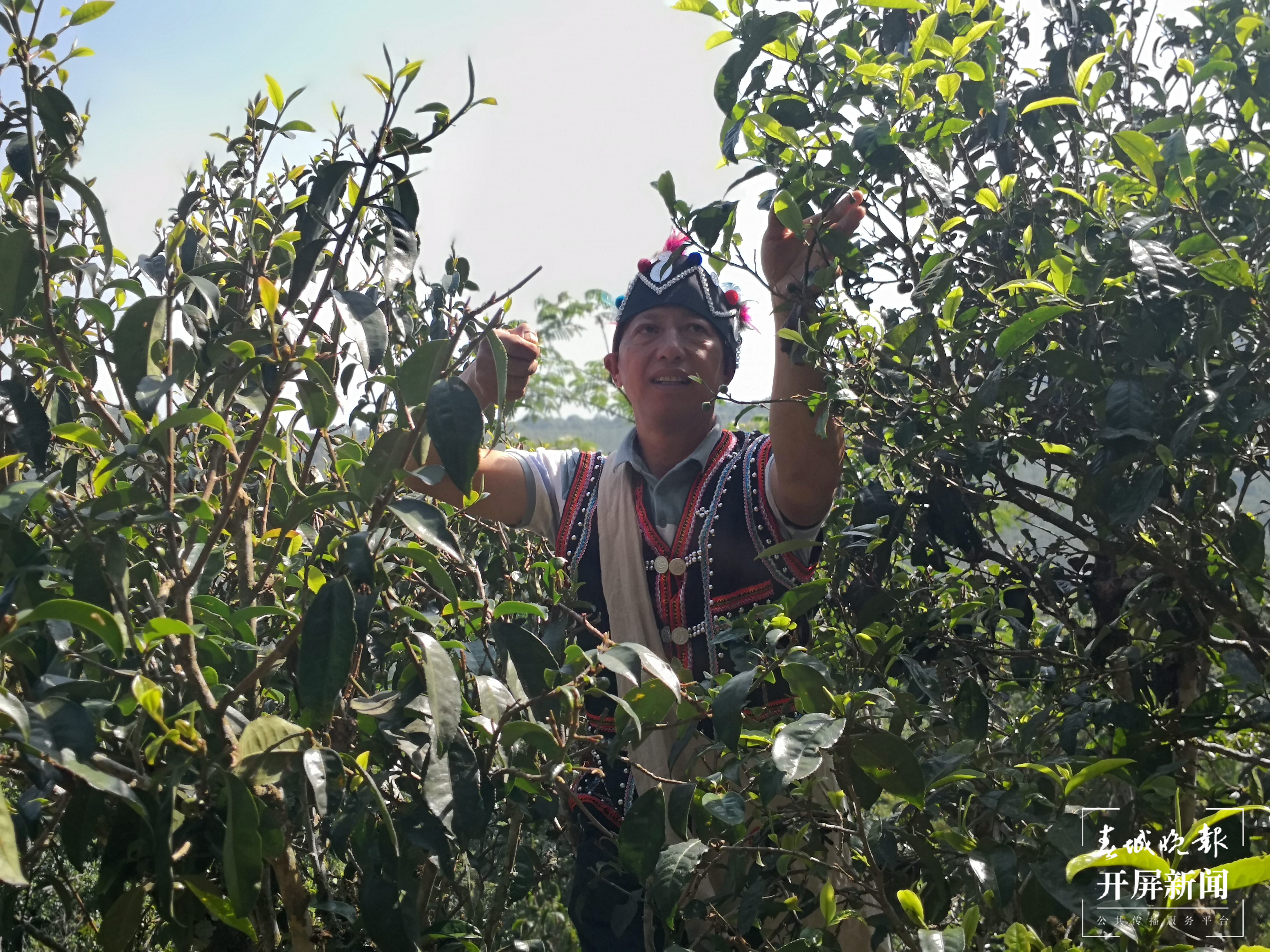 【绿水青山小康路】茶农“高兴”的幸福生活