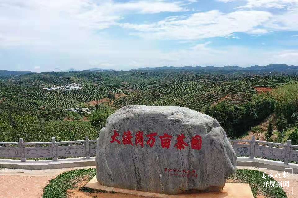 视频 | 世界最大集中连片的万亩茶园—大渡岗茶园