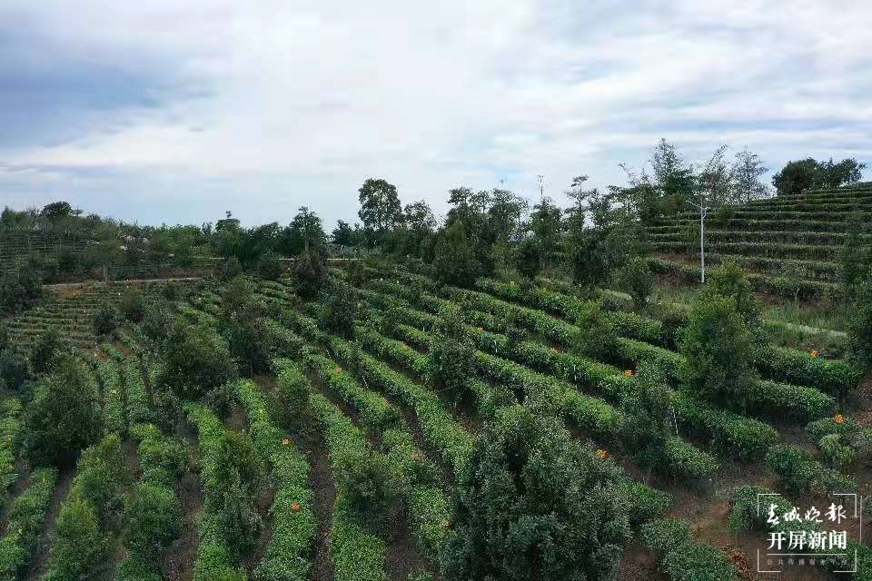 视频 | 世界最大集中连片的万亩茶园—大渡岗茶园