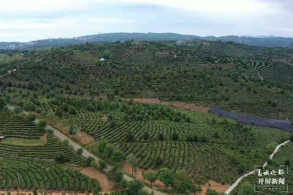 视频 | 世界最大集中连片的万亩茶园—大渡岗茶园