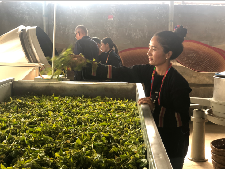 上海松江区援建茶叶初制所 让暖和村民的心里很“暖和”2.png