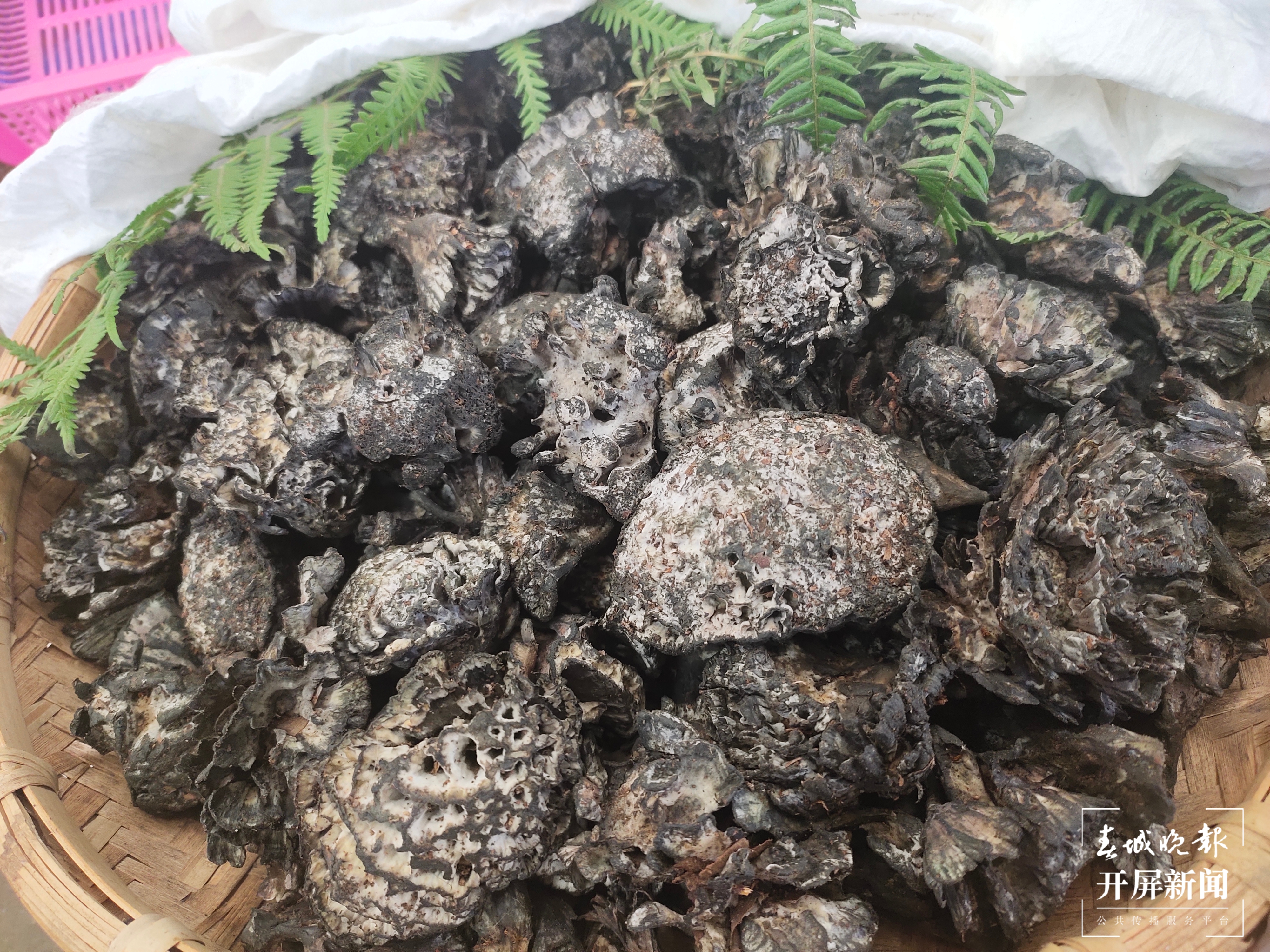 雨季来临,昆明野生菌价格一路走低(春城晚报-开屏新闻记者 孙江荭 摄)