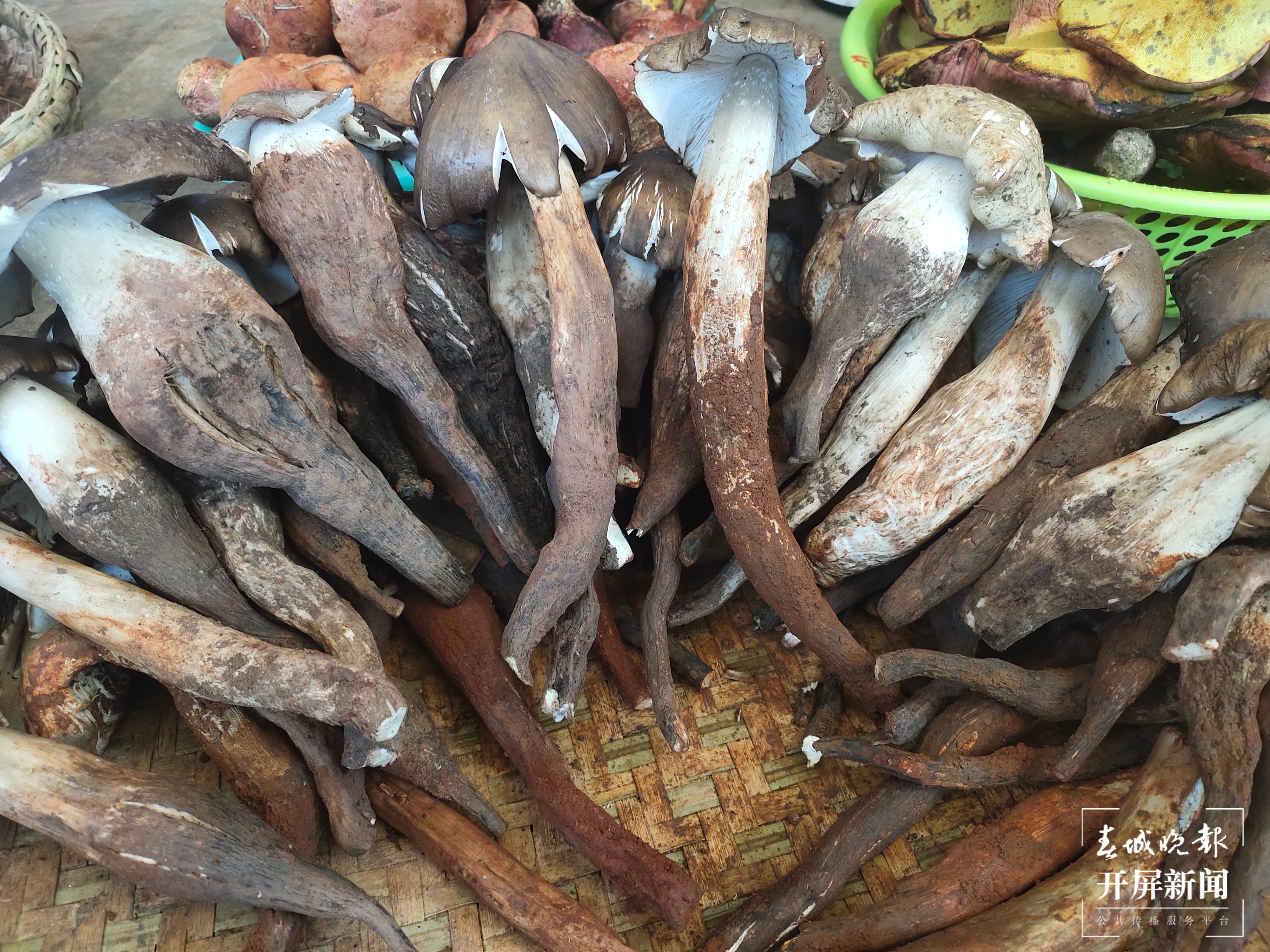 雨季来临,昆明野生菌价格一路走低(春城晚报-开屏新闻记者 孙江荭 摄)