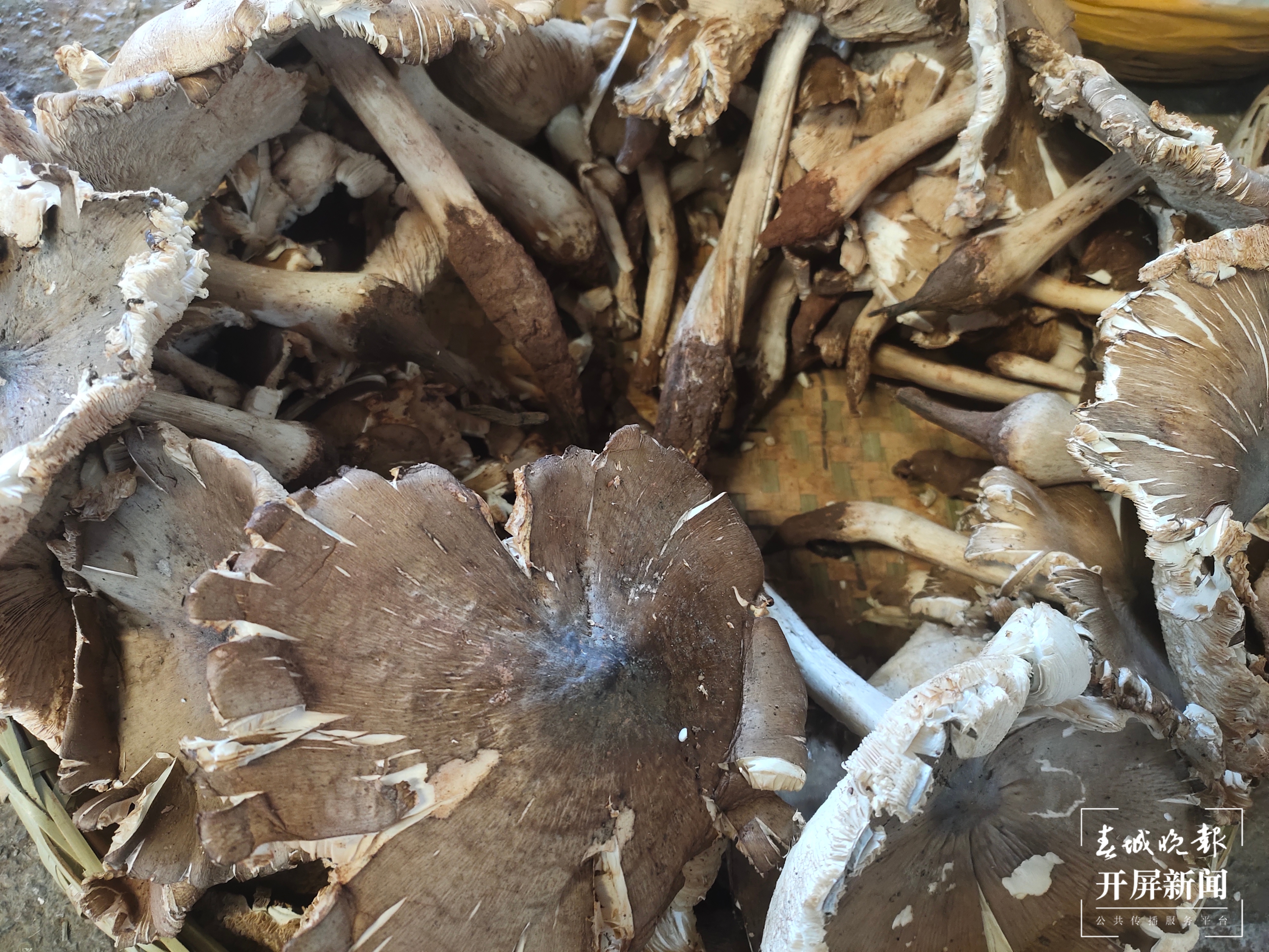 雨季来临,昆明野生菌价格一路走低(春城晚报-开屏新闻记者 孙江荭 摄)