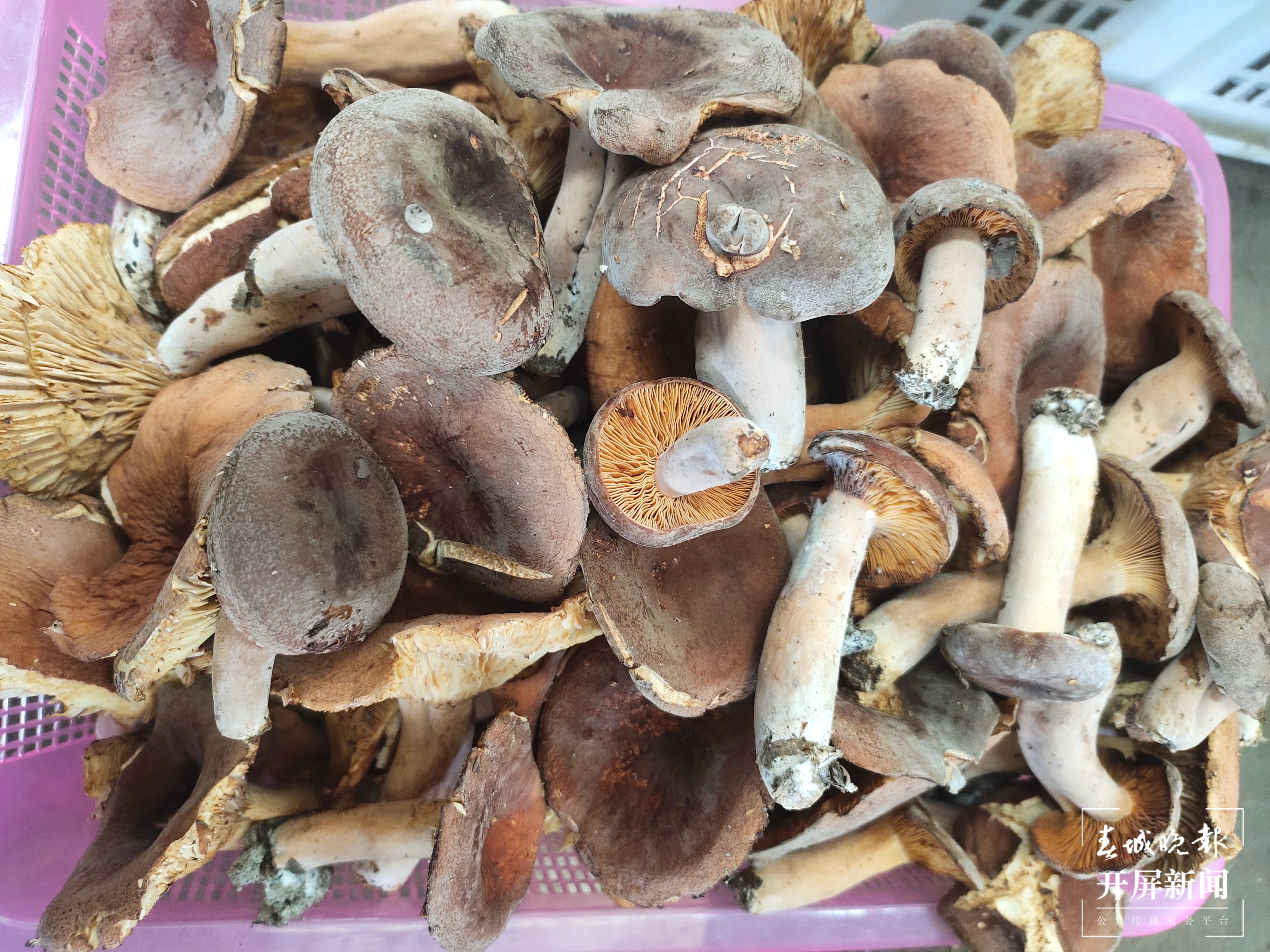 雨季来临,昆明野生菌价格一路走低(春城晚报-开屏新闻记者 孙江荭 摄)