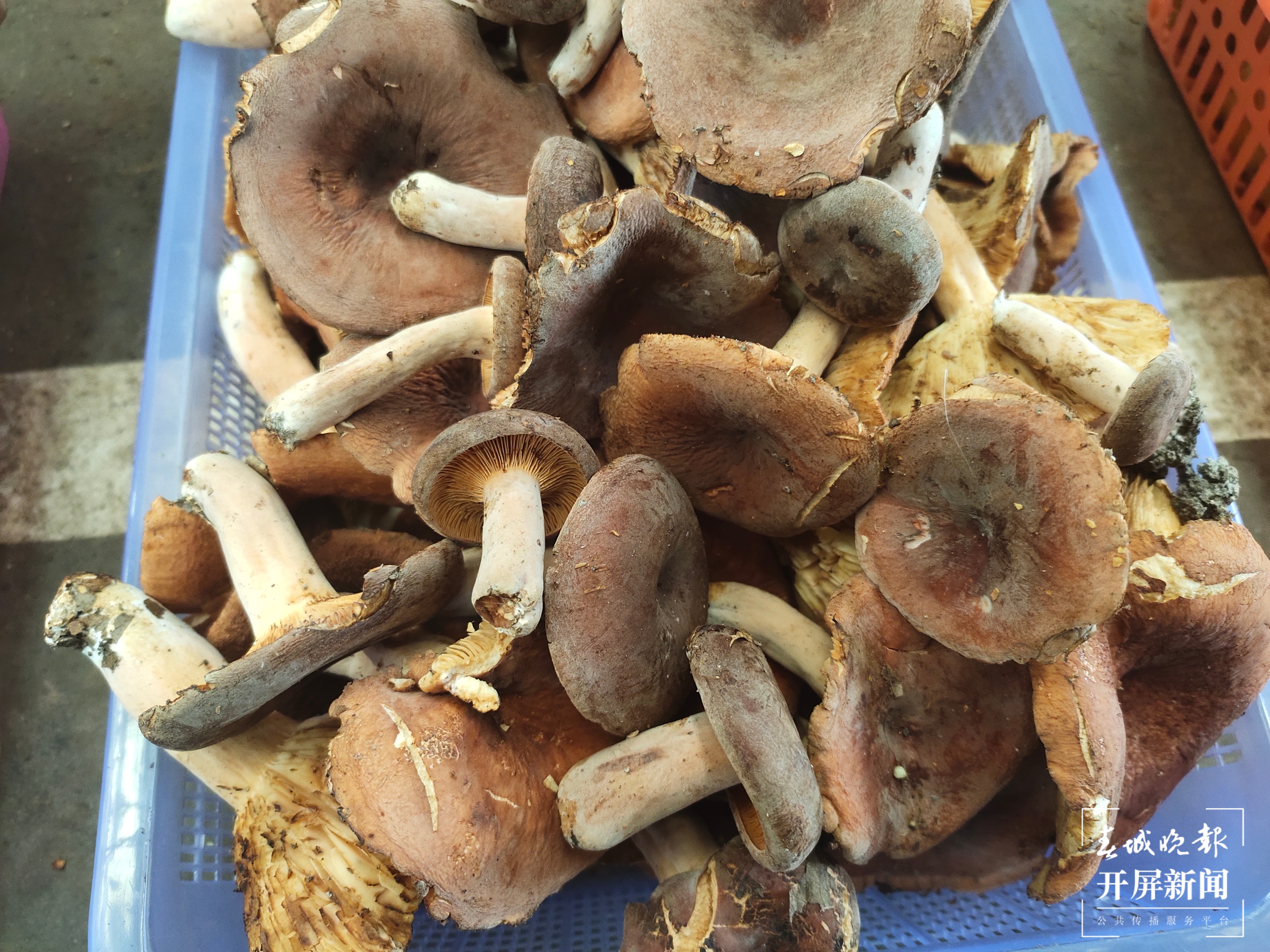 雨季来临,昆明野生菌价格一路走低(春城晚报-开屏新闻记者 孙江荭 摄)