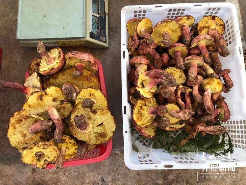 官渡区开展野生菌食用安全宣传活动(春城晚报-开屏新闻记者 罗宗伟 摄)