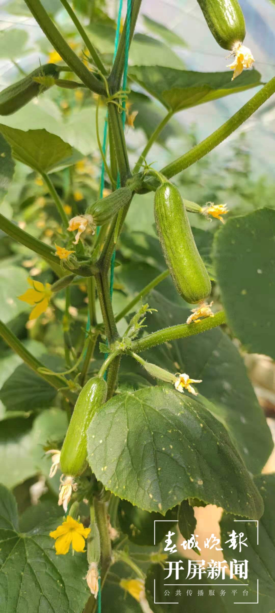 让这里的瓜果充满了艺术的气质