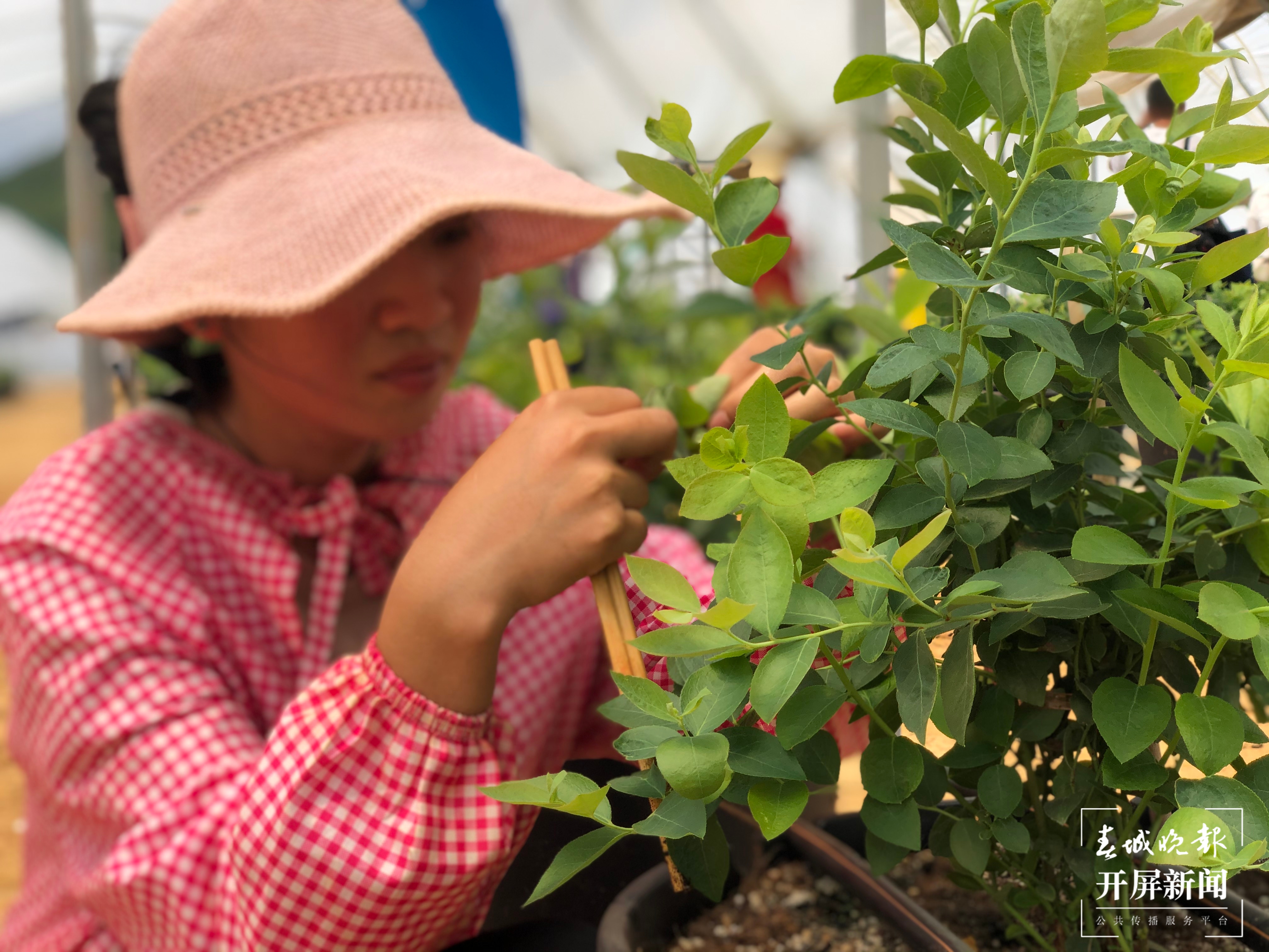 专业“找虫人”