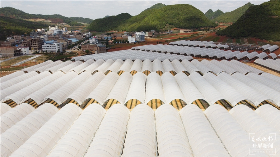 专业“找虫人”