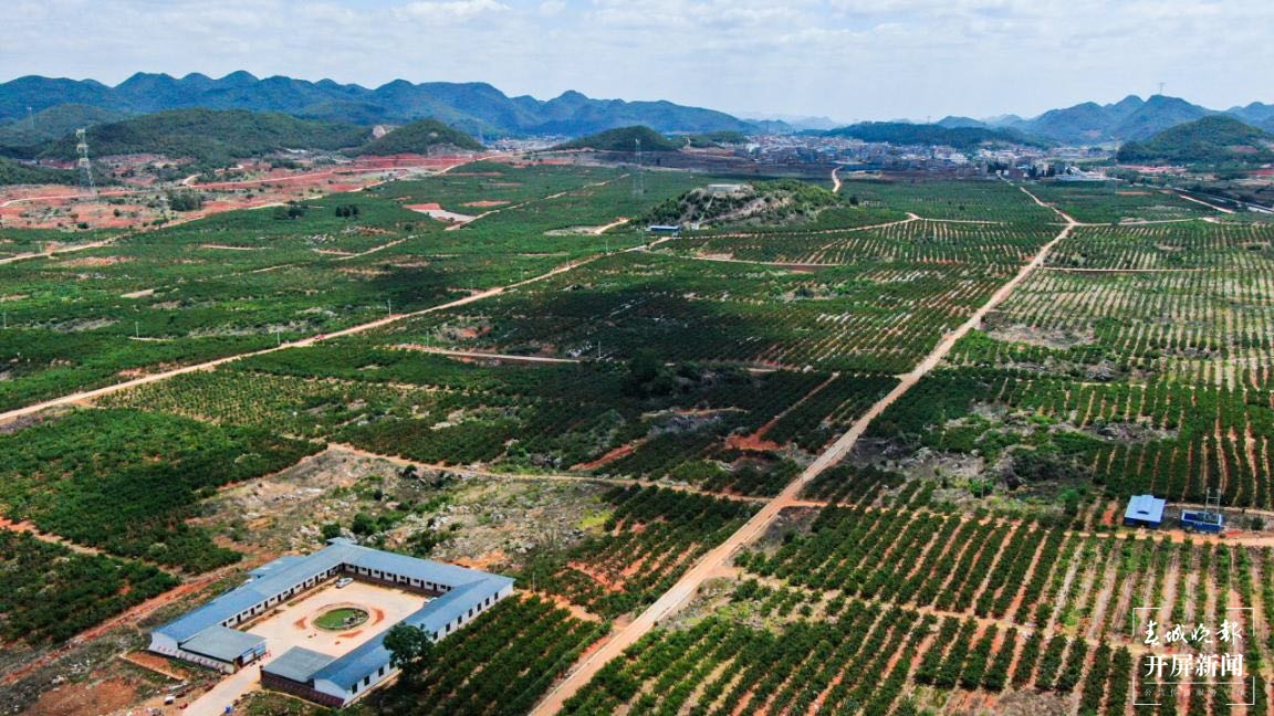 砚山县：充分发挥蔬菜产业特色优势 有效衔接乡村振兴