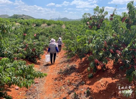 文山这个地方  空气里都是甜甜的“桃子味儿”