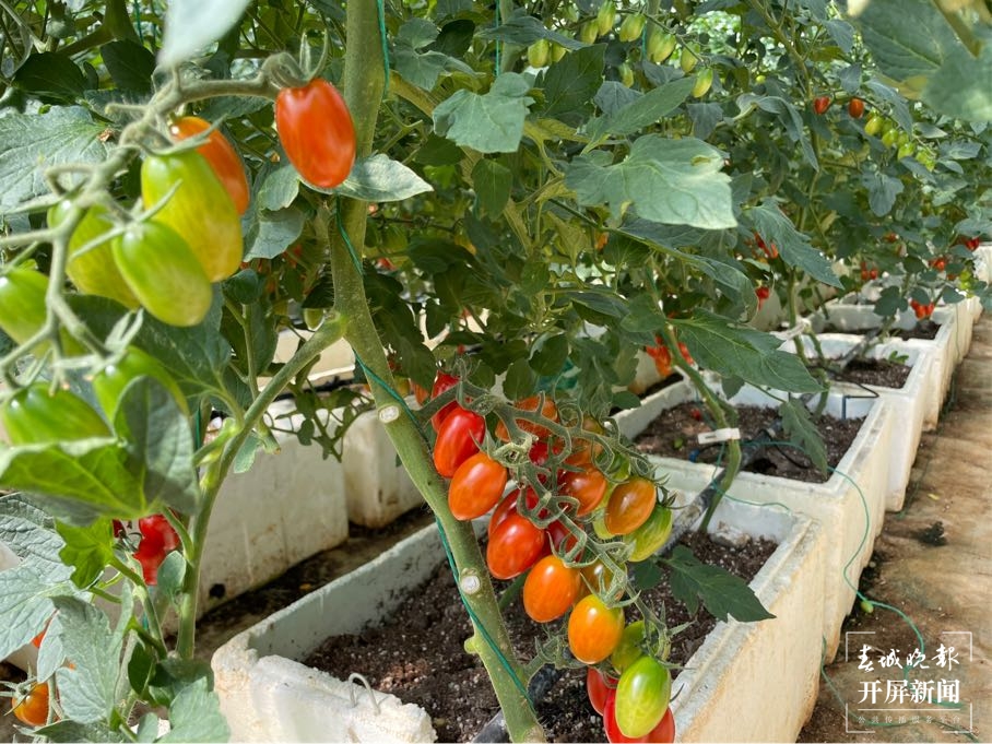 一株番茄苗能长30多米高 在这样的“智慧大棚”里务工很有价值感