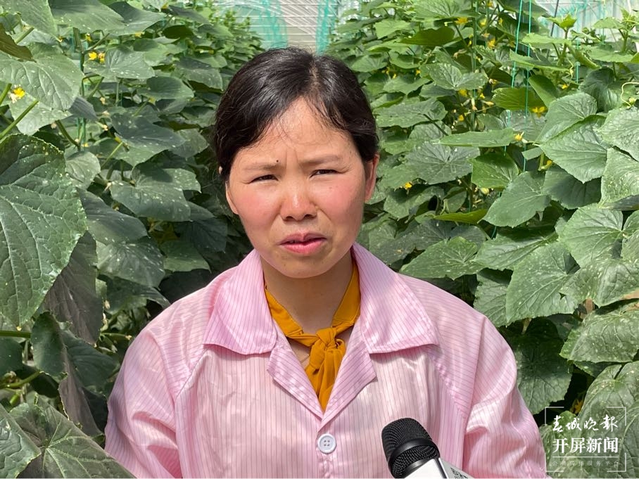 一株番茄苗能长30多米高 在这样的“智慧大棚”里务工很有价值感