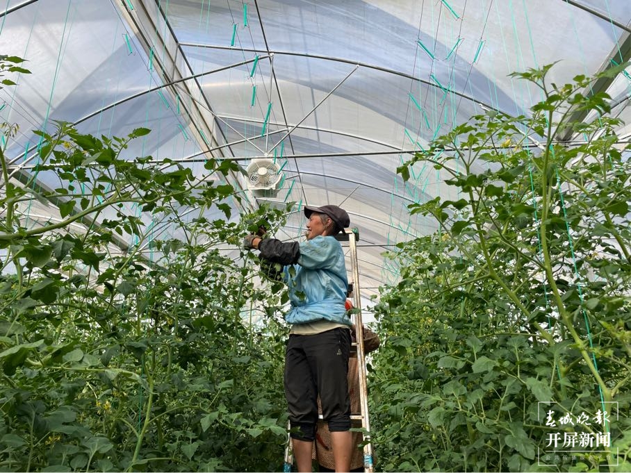 一株番茄苗能长30多米高 在这样的“智慧大棚”里务工很有价值感