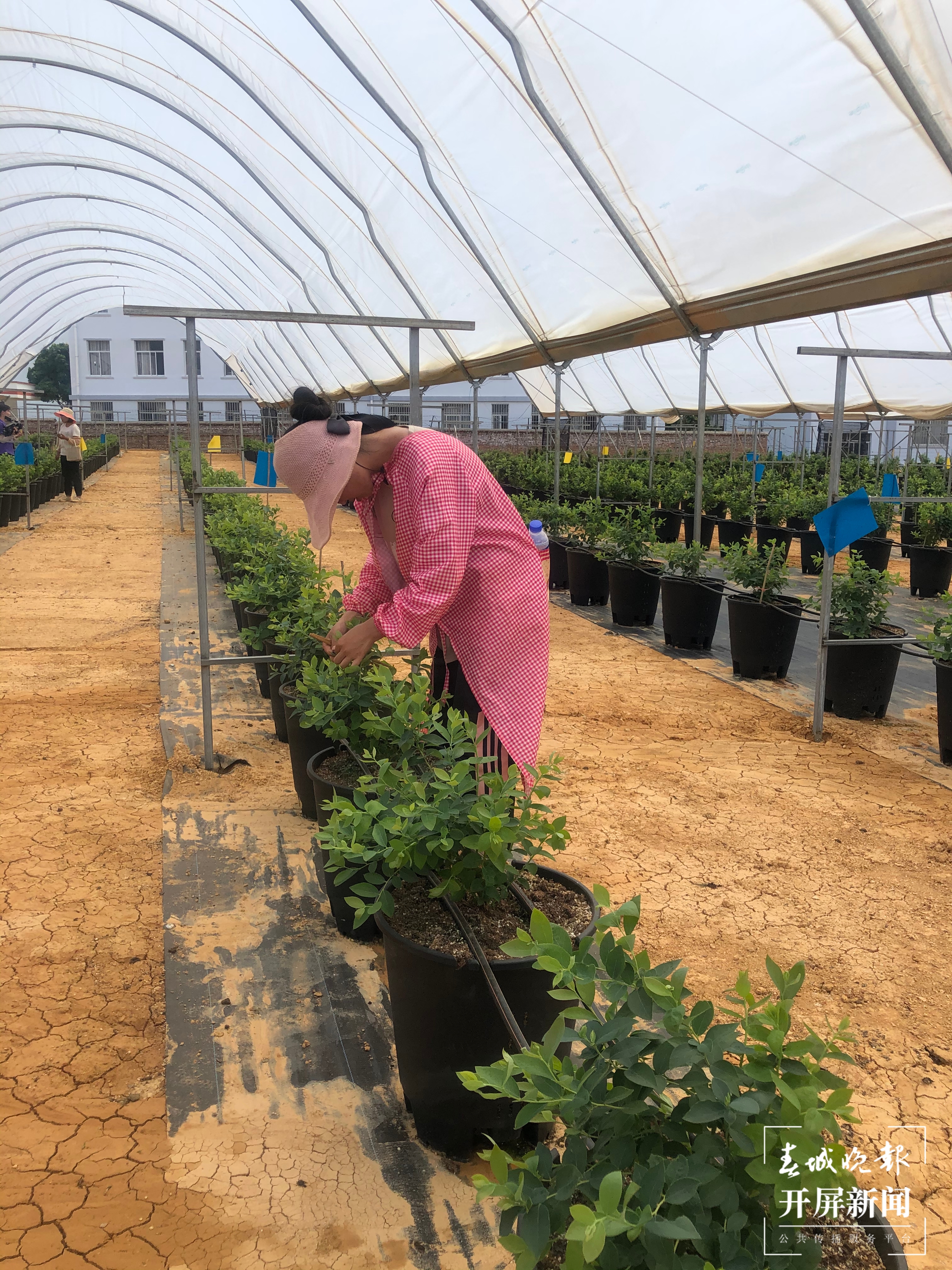 【走进红色文山】砚山这个园区种蓝莓像搞科研，上市售价将达300元/公斤