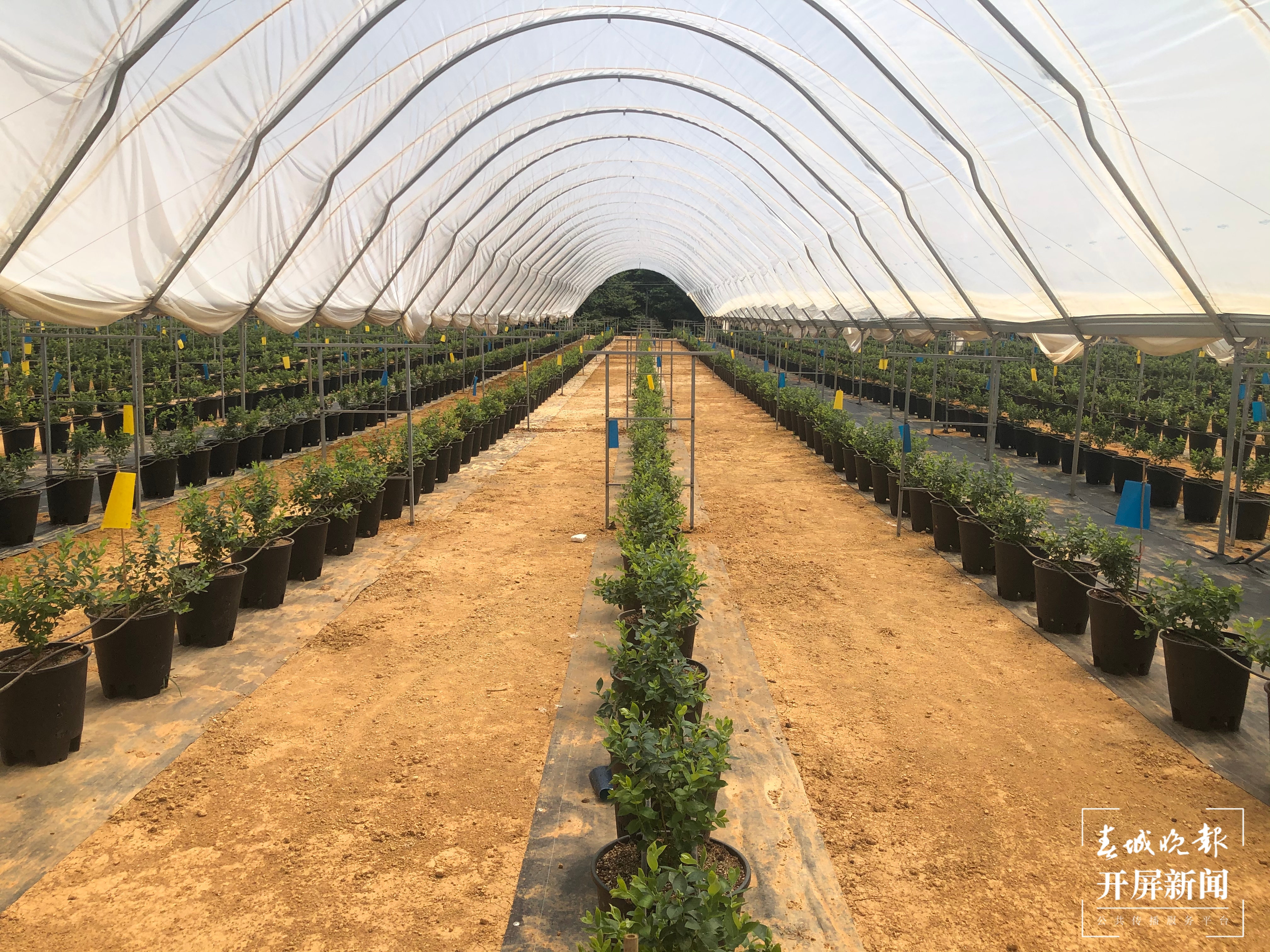 【走进红色文山】砚山这个园区种蓝莓像搞科研，上市售价将达300元/公斤