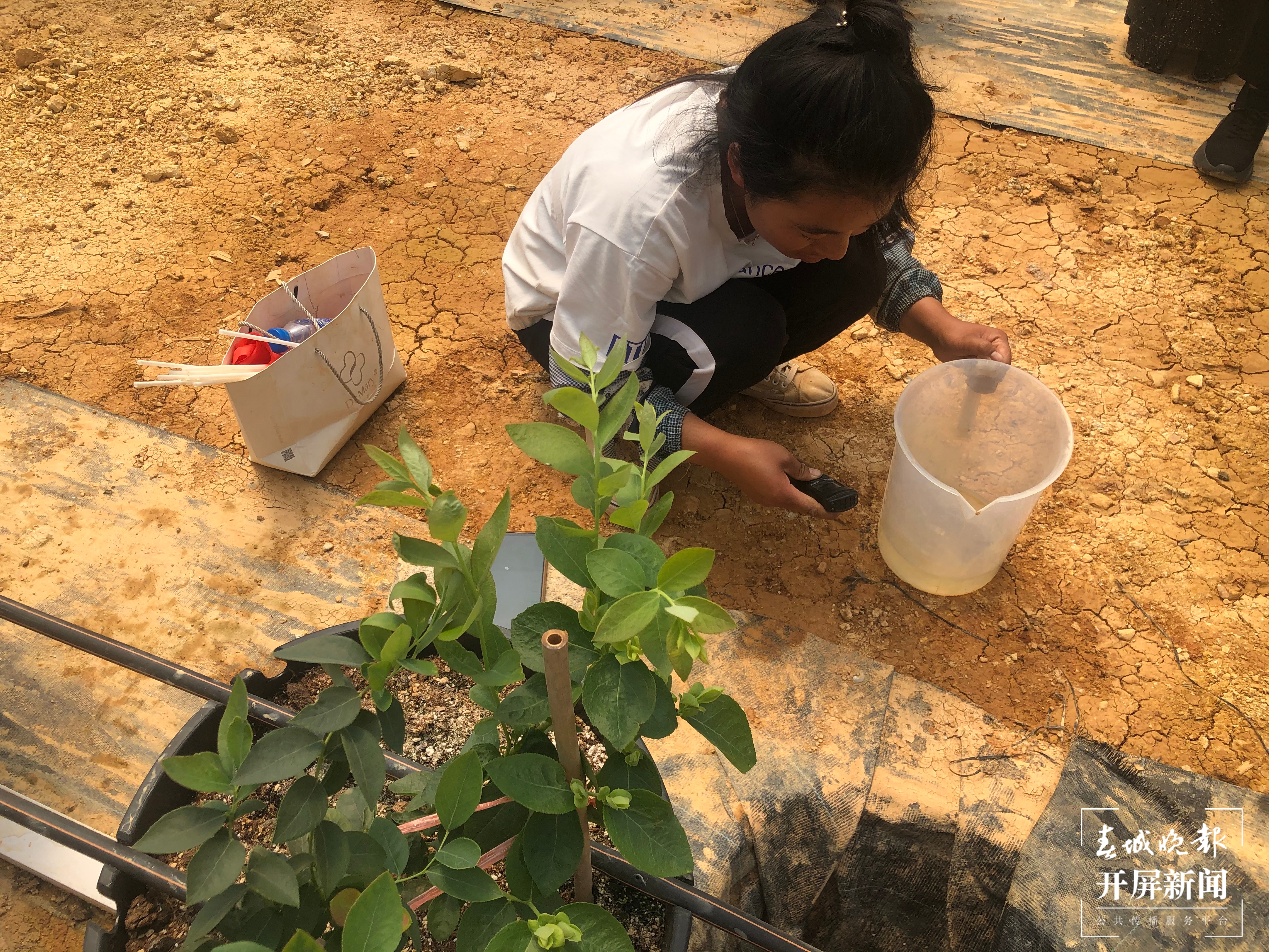 【走进红色文山】砚山这个园区种蓝莓像搞科研，上市售价将达300元/公斤